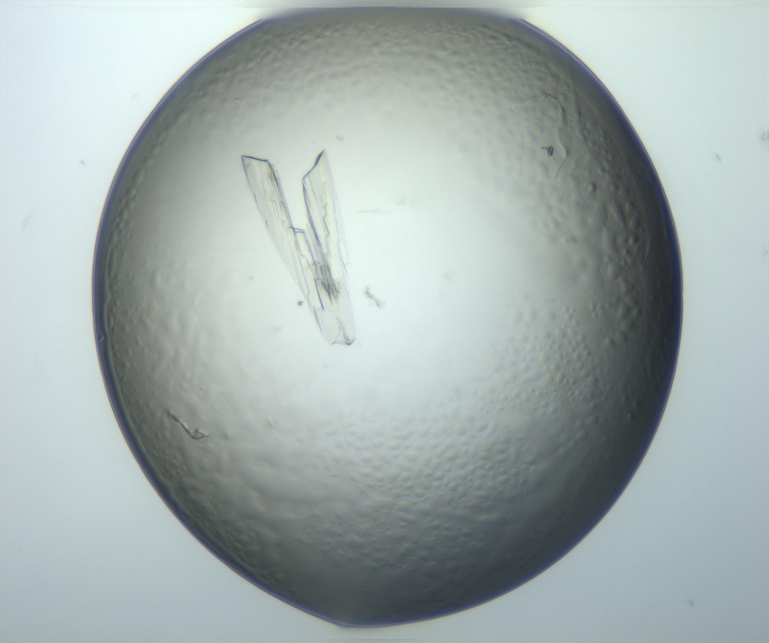 RI01_03_000_0212_Proj1_Clon1_MC_0000MC102869_003_161024_08_06_01_00_99_002_001_RAI.jpg