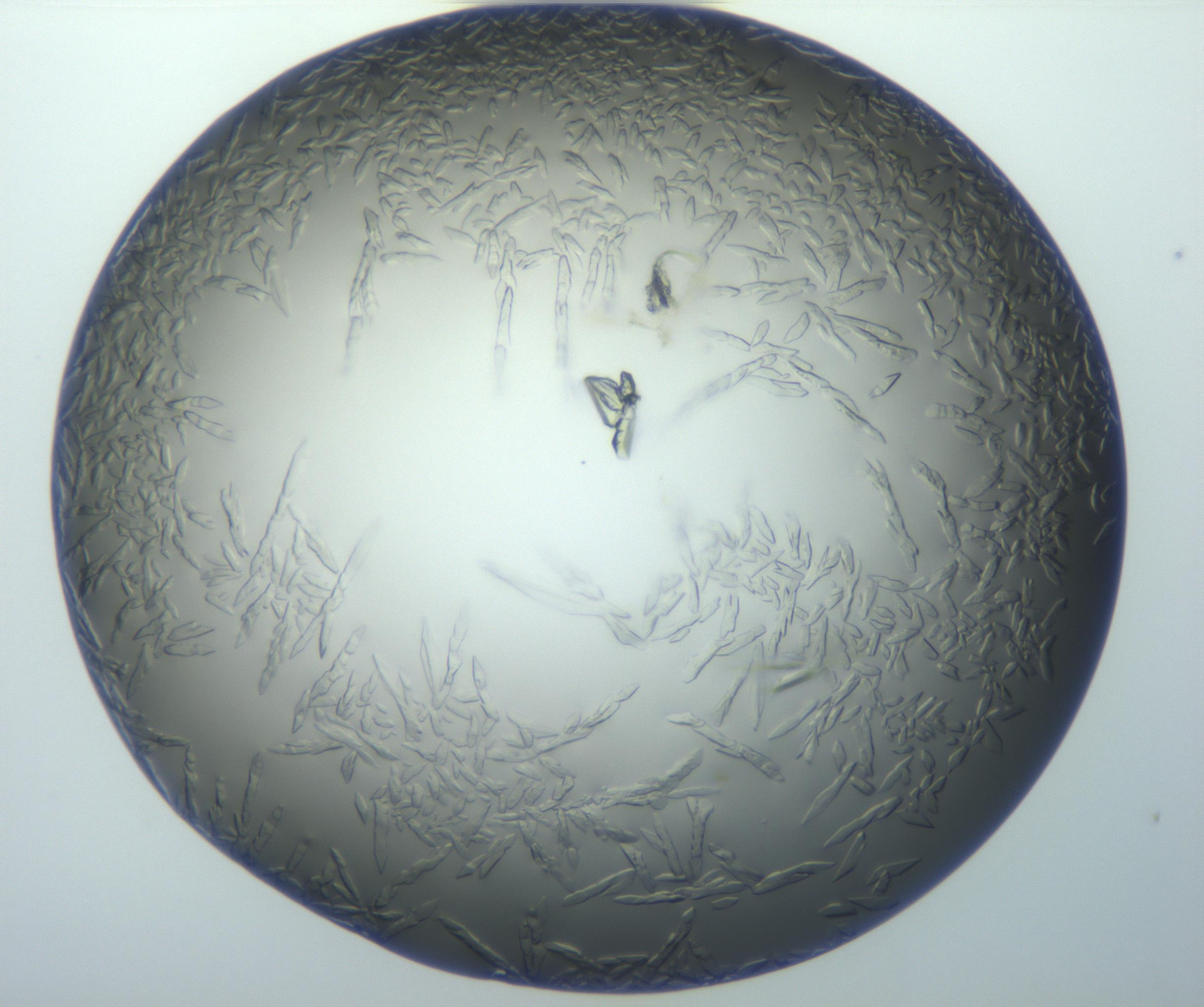 RI01_03_000_0212_Proj1_Clon1_MC_0000MC102869_003_161024_09_03_01_00_99_002_001_RAI.jpg