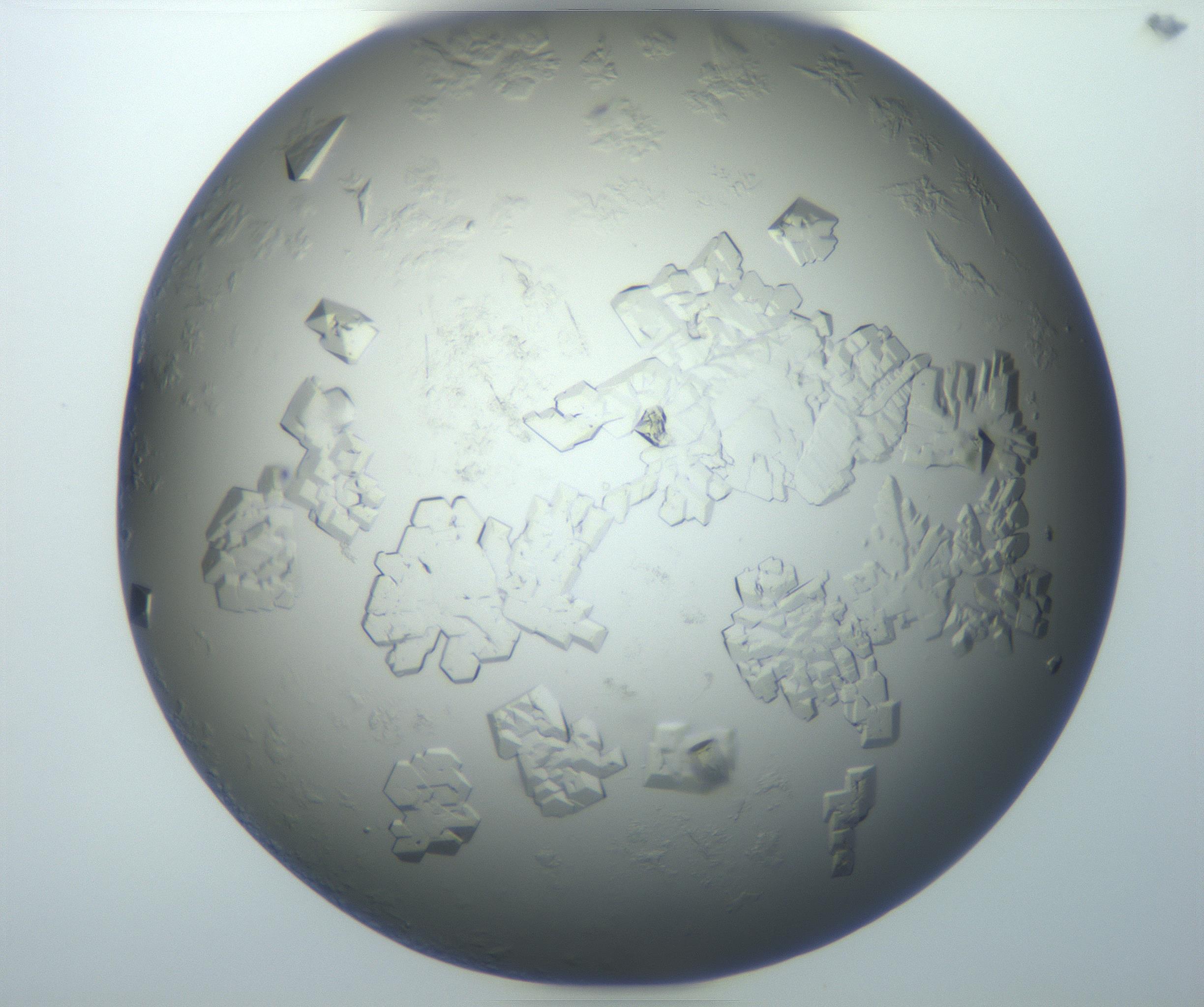 RI01_03_000_0212_Proj1_Clon1_MC_0000MC102869_003_161024_09_06_01_00_99_002_001_RAI.jpg