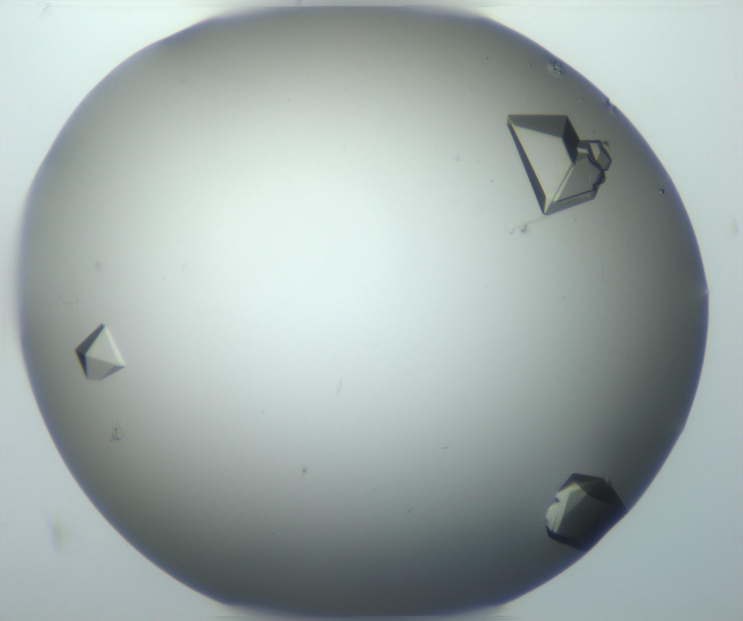 RI01_03_000_0212_Proj1_Clon1_MC_0000MC102869_003_161024_09_08_01_00_99_002_001_RAI.jpg