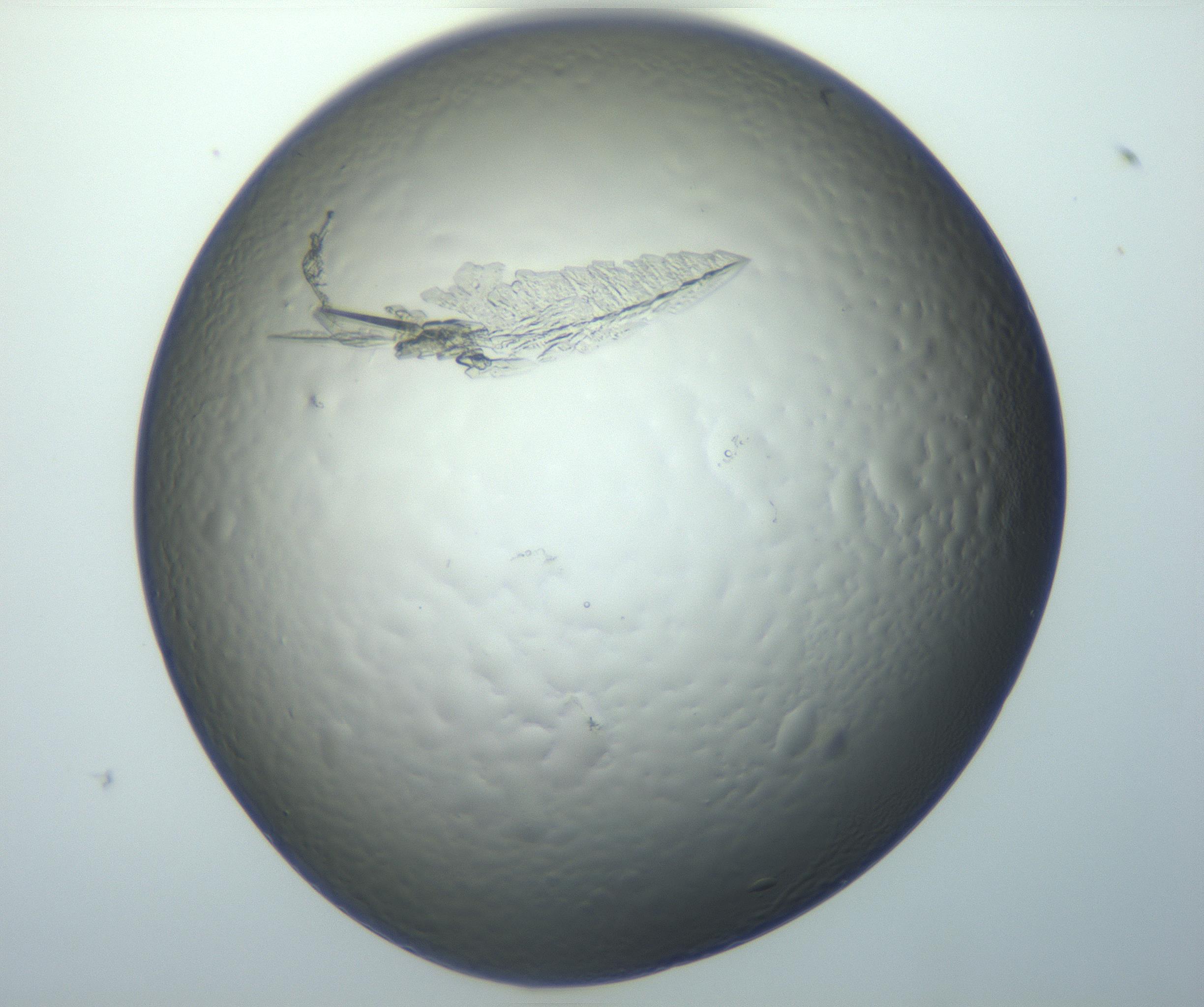 RI01_03_000_0212_Proj1_Clon1_MC_0000MC102869_003_161024_11_06_01_00_99_002_001_RAI.jpg