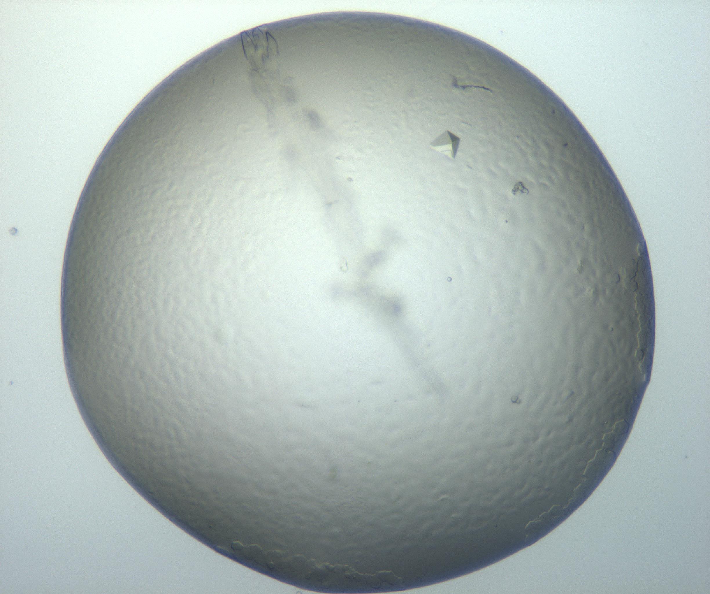 RI01_03_000_0212_Proj1_Clon1_MC_0000MC102869_004_161026_02_06_01_00_99_002_001_RAI.jpg
