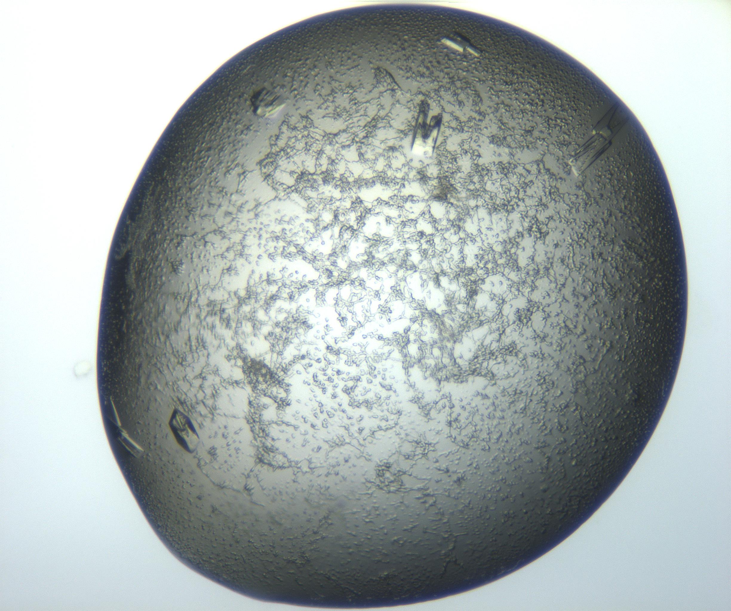 RI01_03_000_0212_Proj1_Clon1_MC_0000MC102869_004_161026_07_07_01_00_99_002_001_RAI.jpg