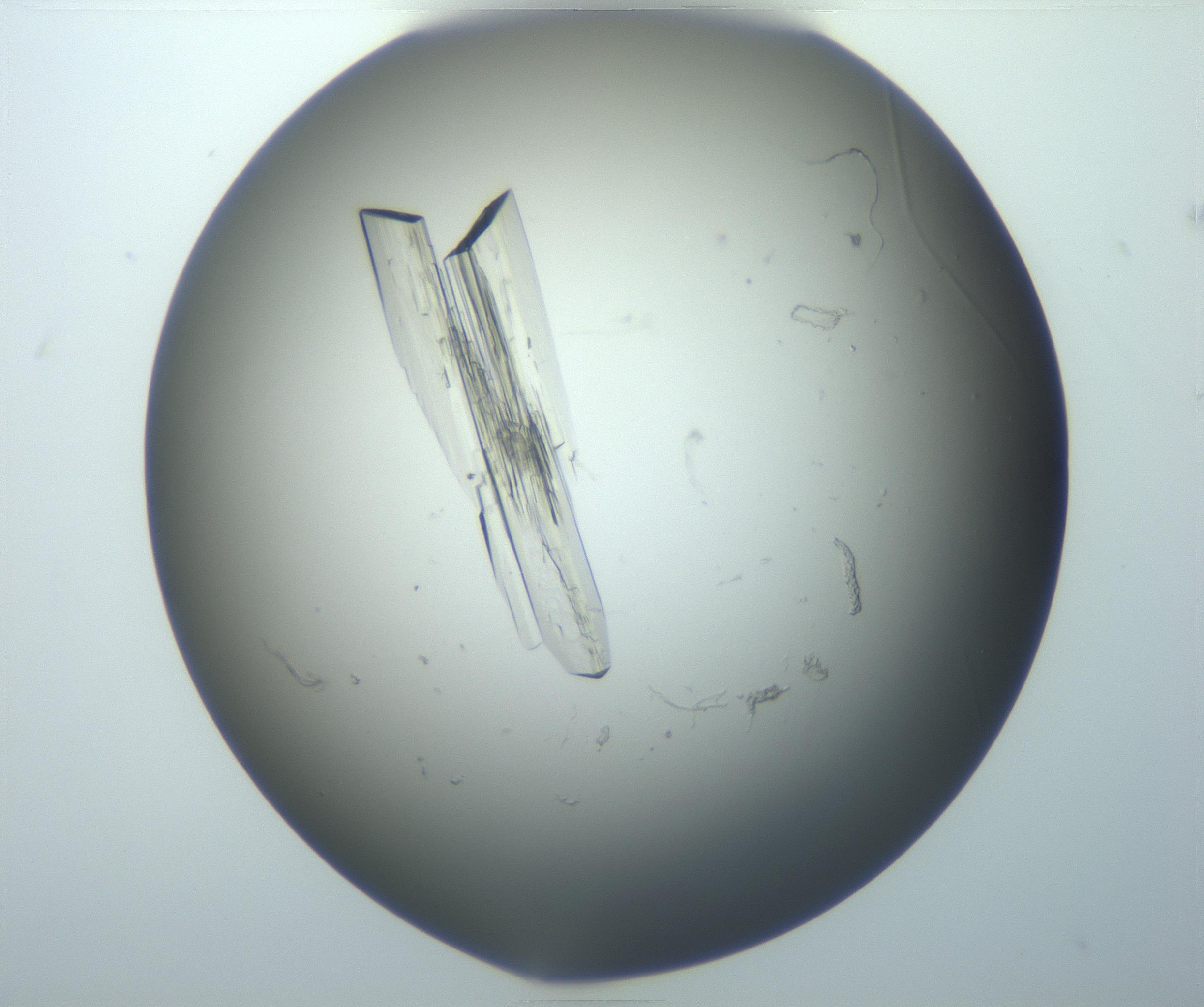 RI01_03_000_0212_Proj1_Clon1_MC_0000MC102869_005_161028_08_06_01_00_99_002_001_RAI.jpg