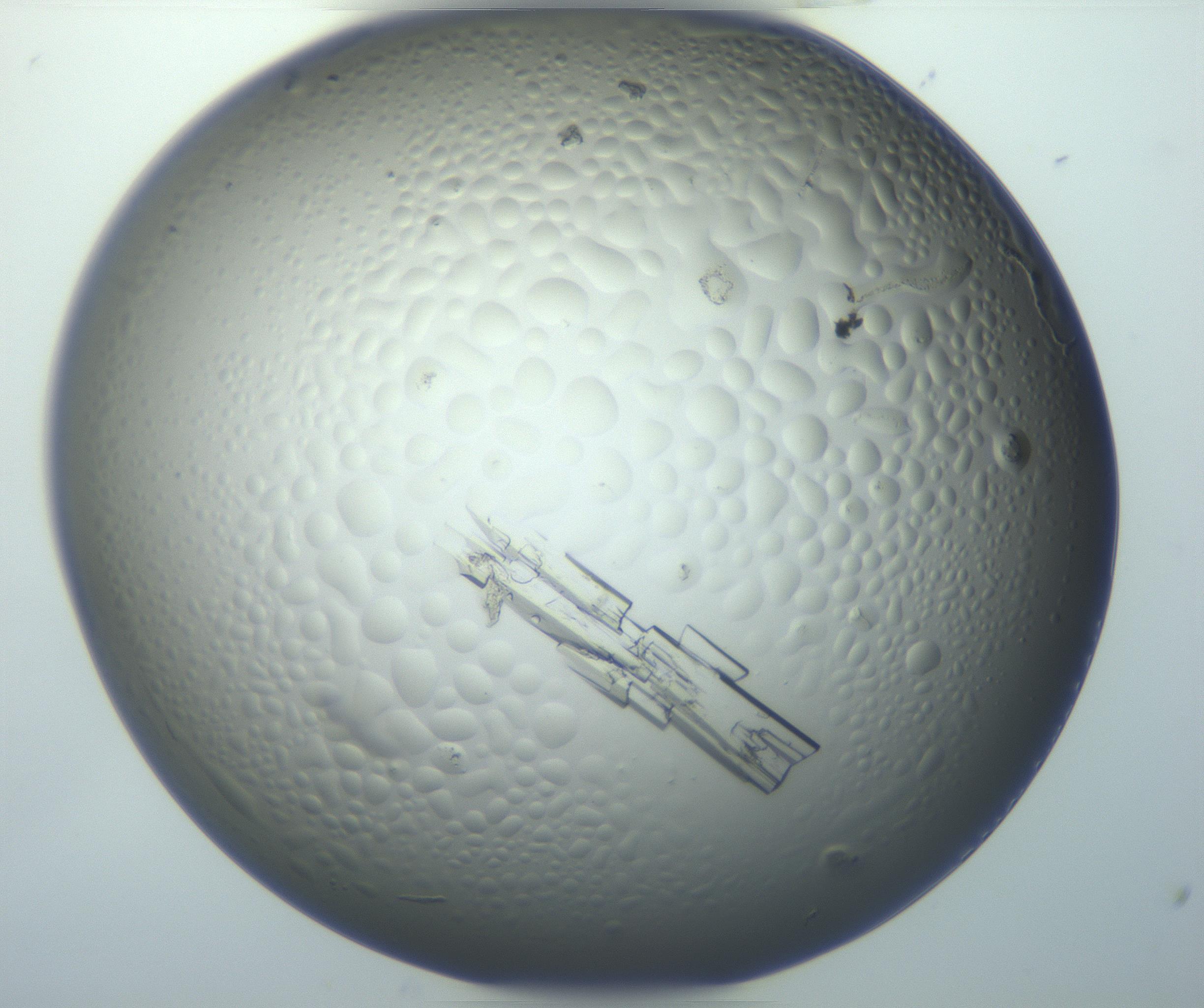 RI01_03_000_0212_Proj1_Clon1_MC_0000MC102869_006_161031_08_04_01_00_99_002_001_RAI.jpg