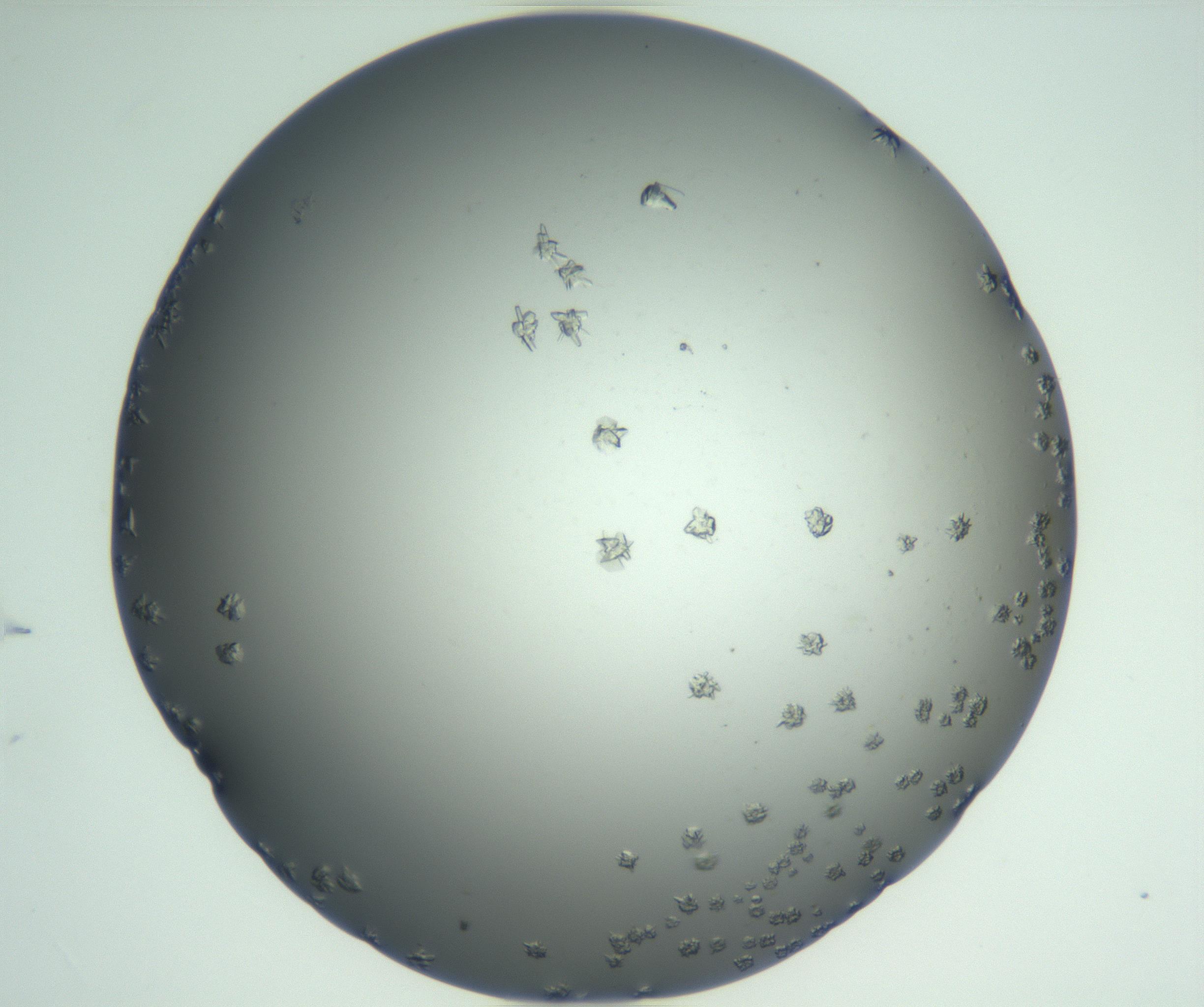 RI01_03_000_0212_Proj1_Clon1_MC_0000MC102870_003_161024_02_06_02_00_99_002_001_RAI.jpg