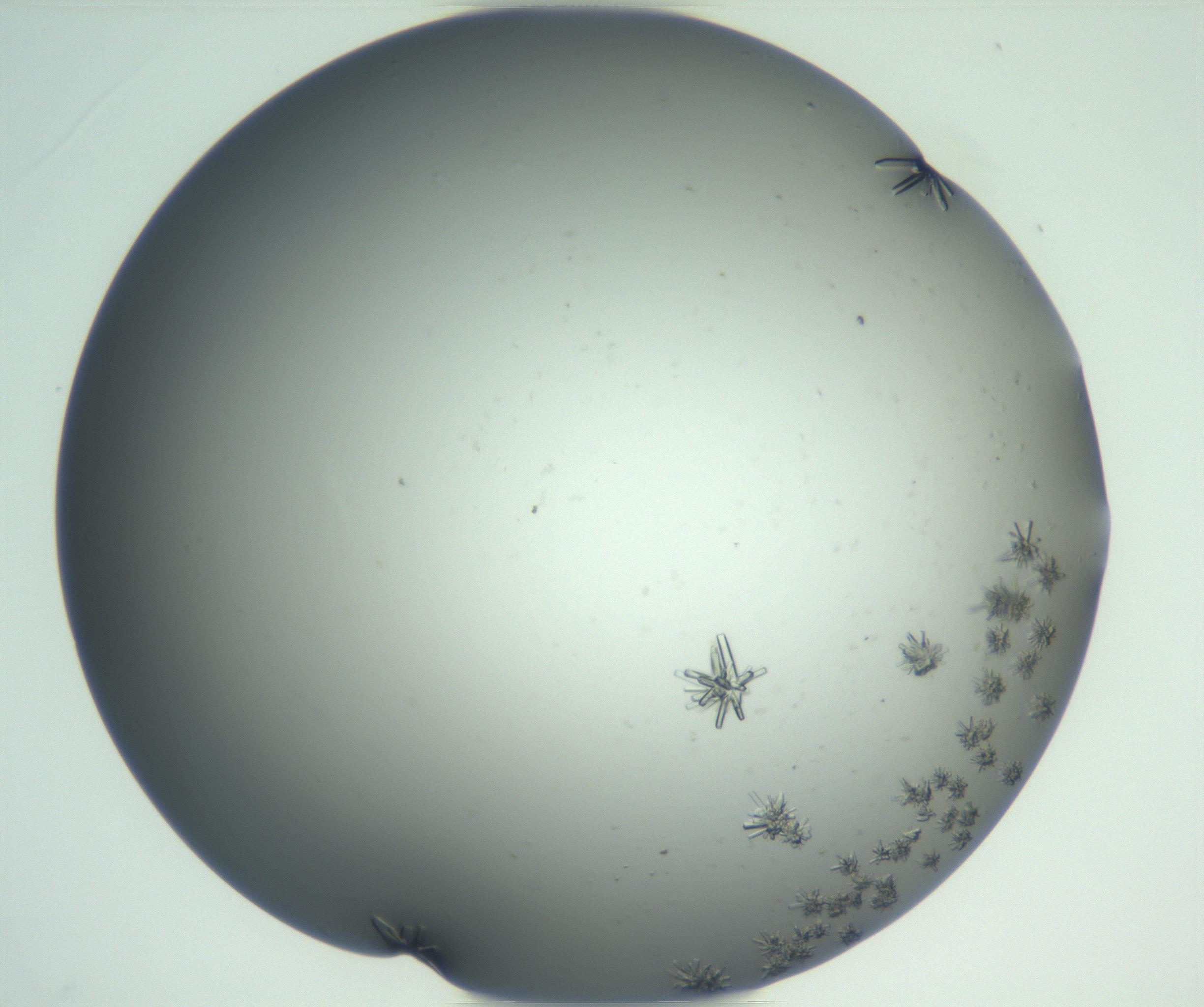 RI01_03_000_0212_Proj1_Clon1_MC_0000MC102870_003_161024_03_01_02_00_99_002_001_RAI.jpg