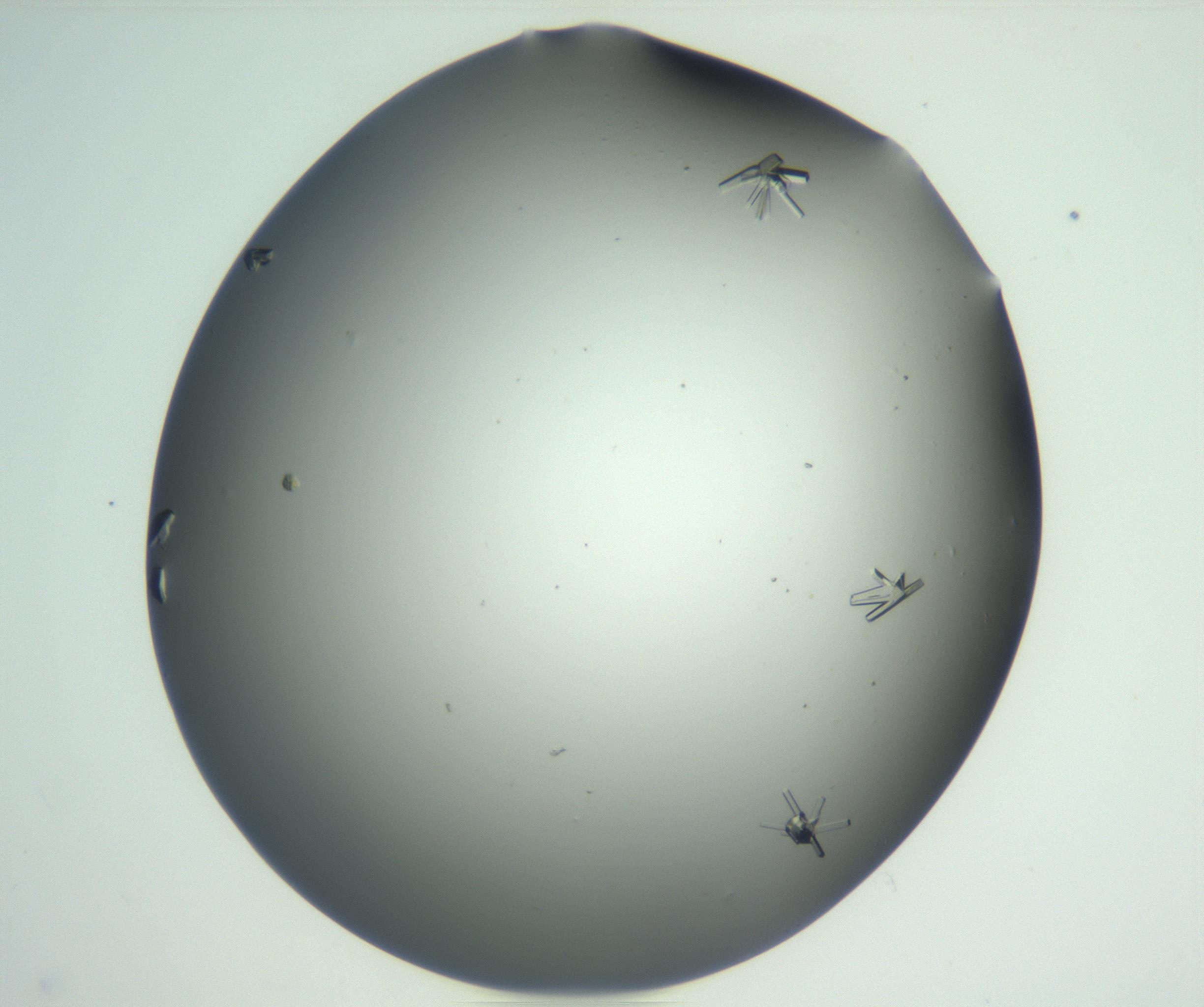 RI01_03_000_0212_Proj1_Clon1_MC_0000MC102870_003_161024_04_08_02_00_99_002_001_RAI.jpg