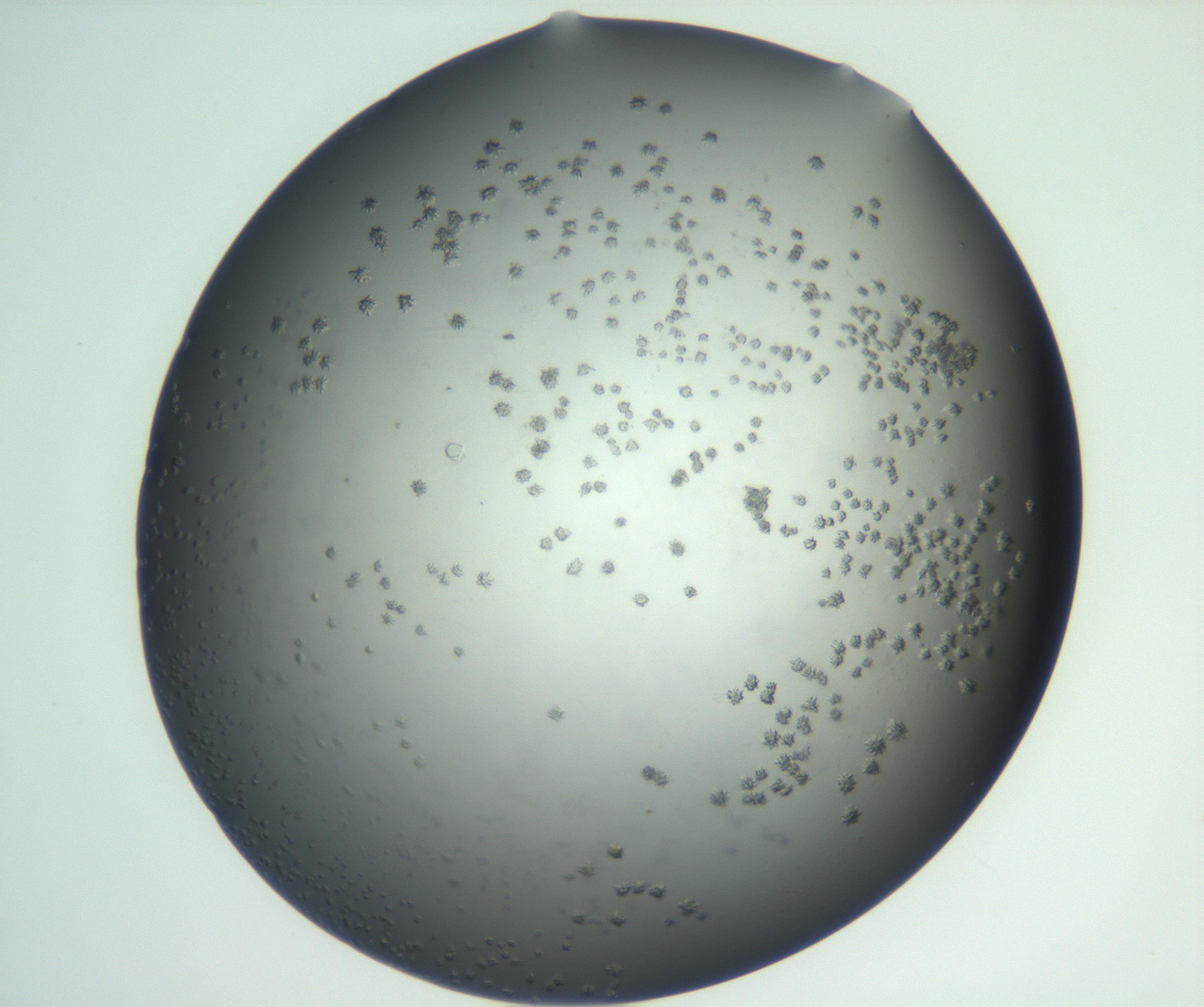 RI01_03_000_0212_Proj1_Clon1_MC_0000MC102870_003_161024_05_08_02_00_99_002_001_RAI.jpg