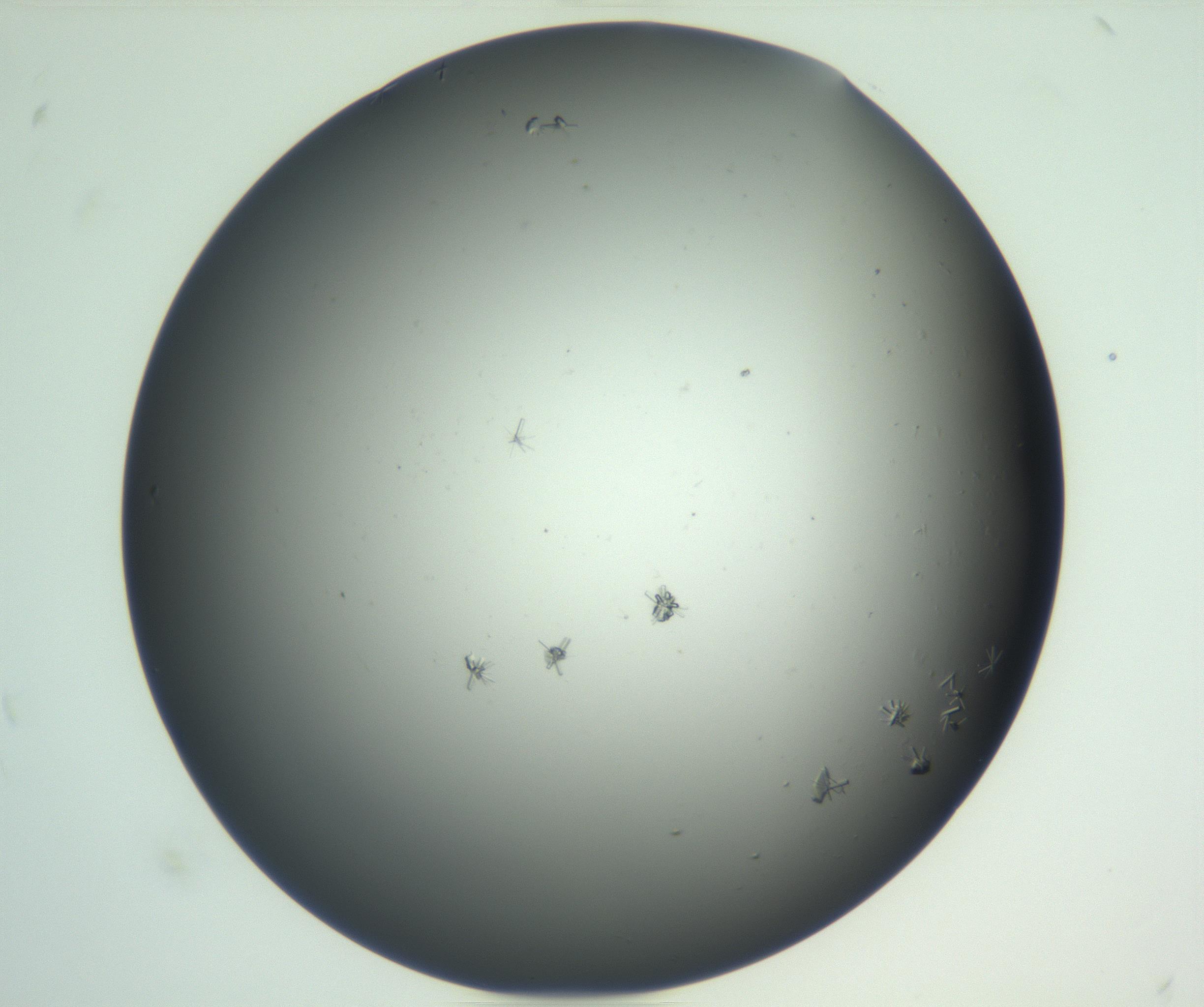 RI01_03_000_0212_Proj1_Clon1_MC_0000MC102870_003_161024_07_08_02_00_99_002_001_RAI.jpg