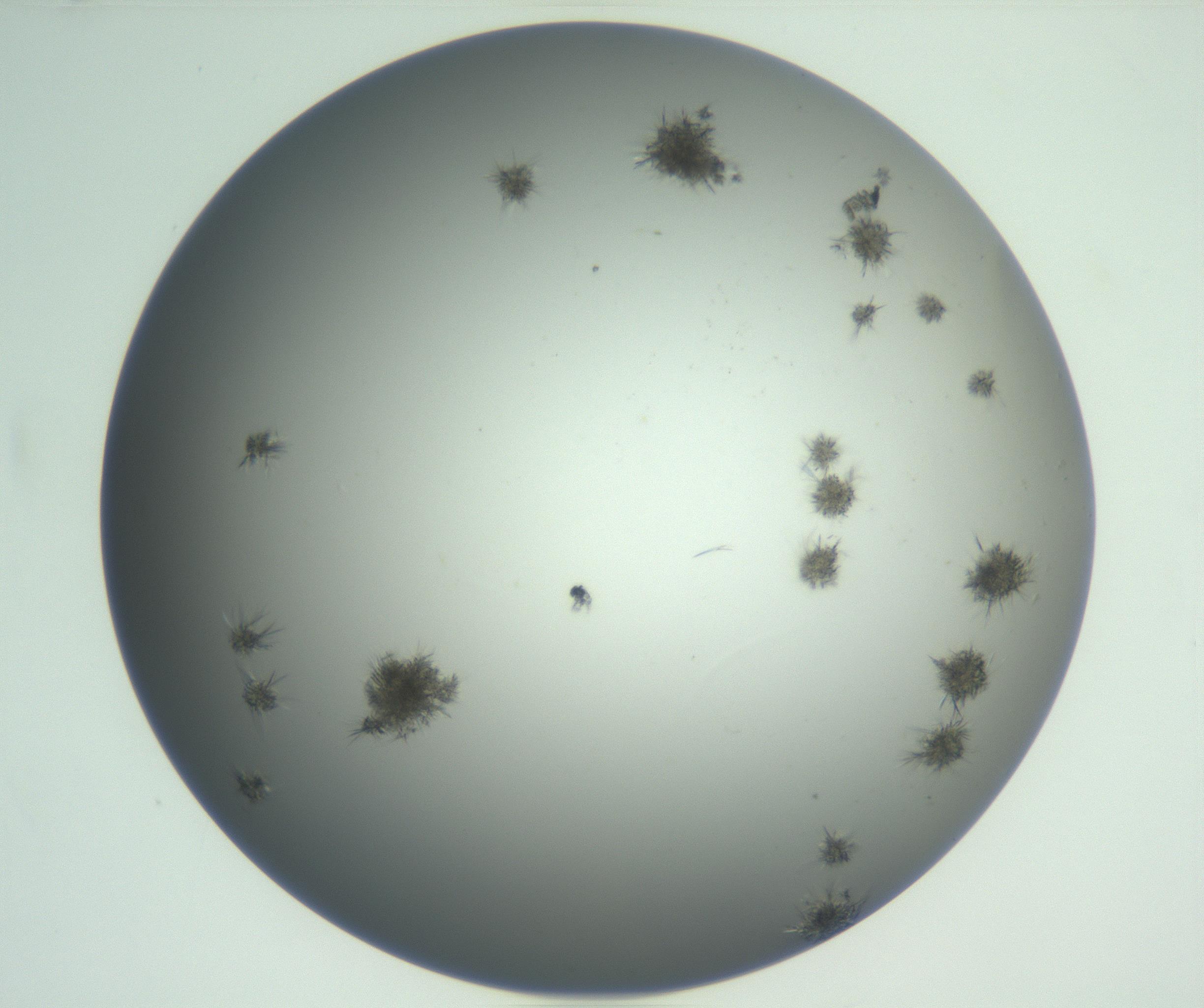 RI01_03_000_0212_Proj1_Clon1_MC_0000MC102870_003_161024_08_01_02_00_99_002_001_RAI.jpg