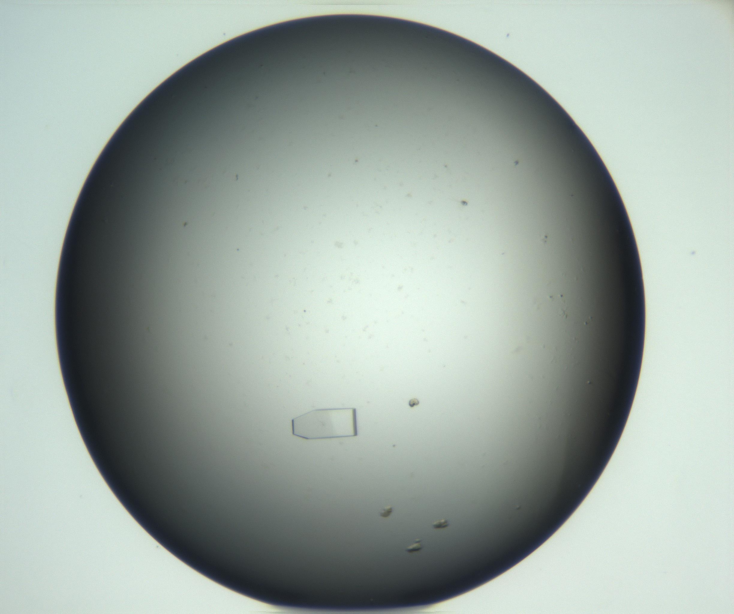 RI01_03_000_0212_Proj1_Clon1_MC_0000MC102870_003_161024_08_06_02_00_99_002_001_RAI.jpg