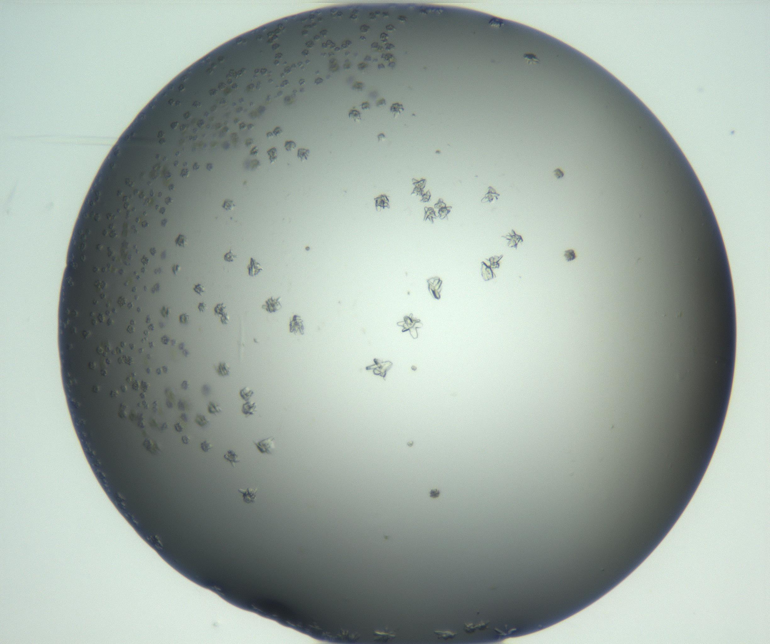 RI01_03_000_0212_Proj1_Clon1_MC_0000MC102870_003_161024_10_07_02_00_99_002_001_RAI.jpg