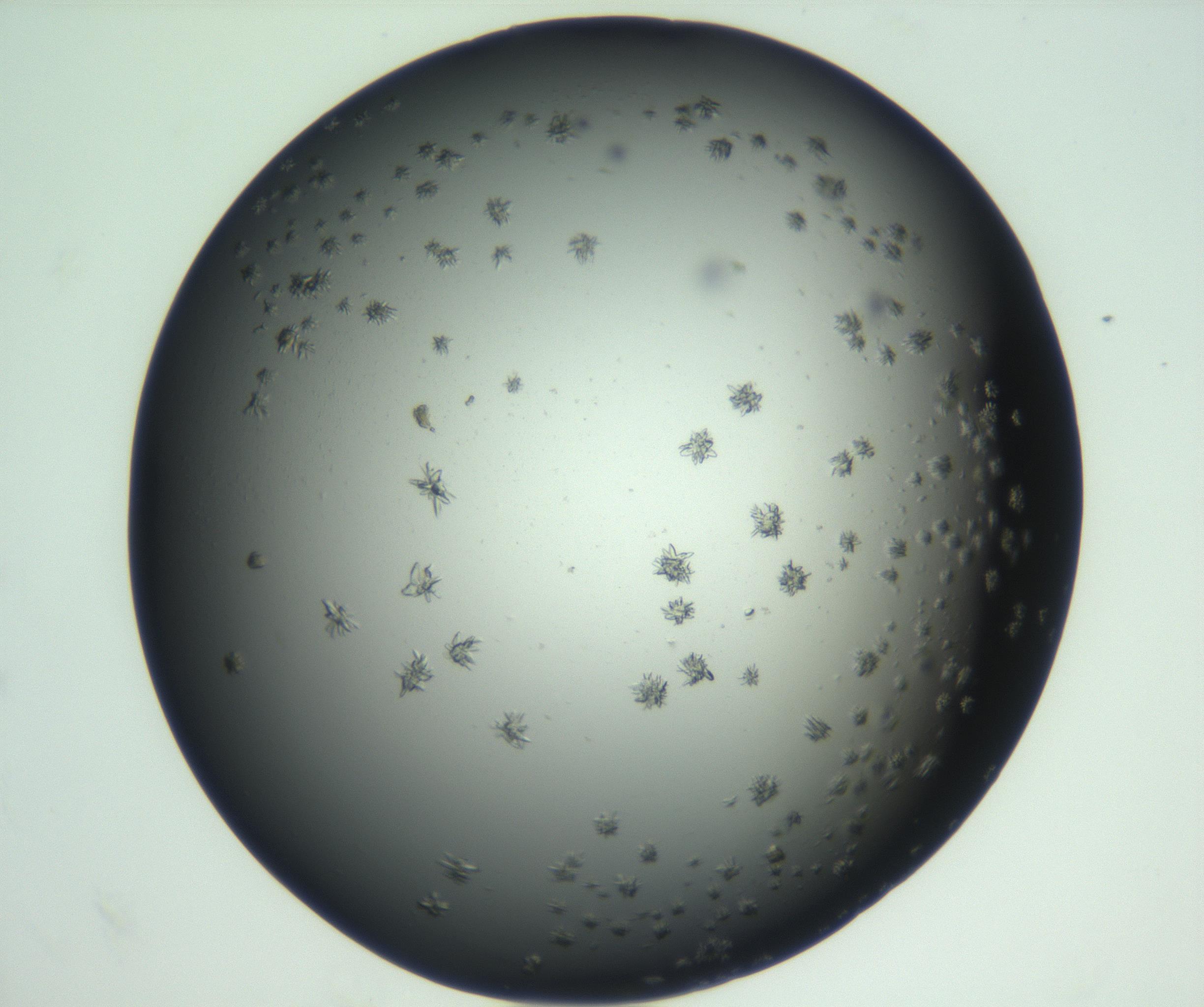 RI01_03_000_0212_Proj1_Clon1_MC_0000MC102870_003_161024_11_08_02_00_99_002_001_RAI.jpg
