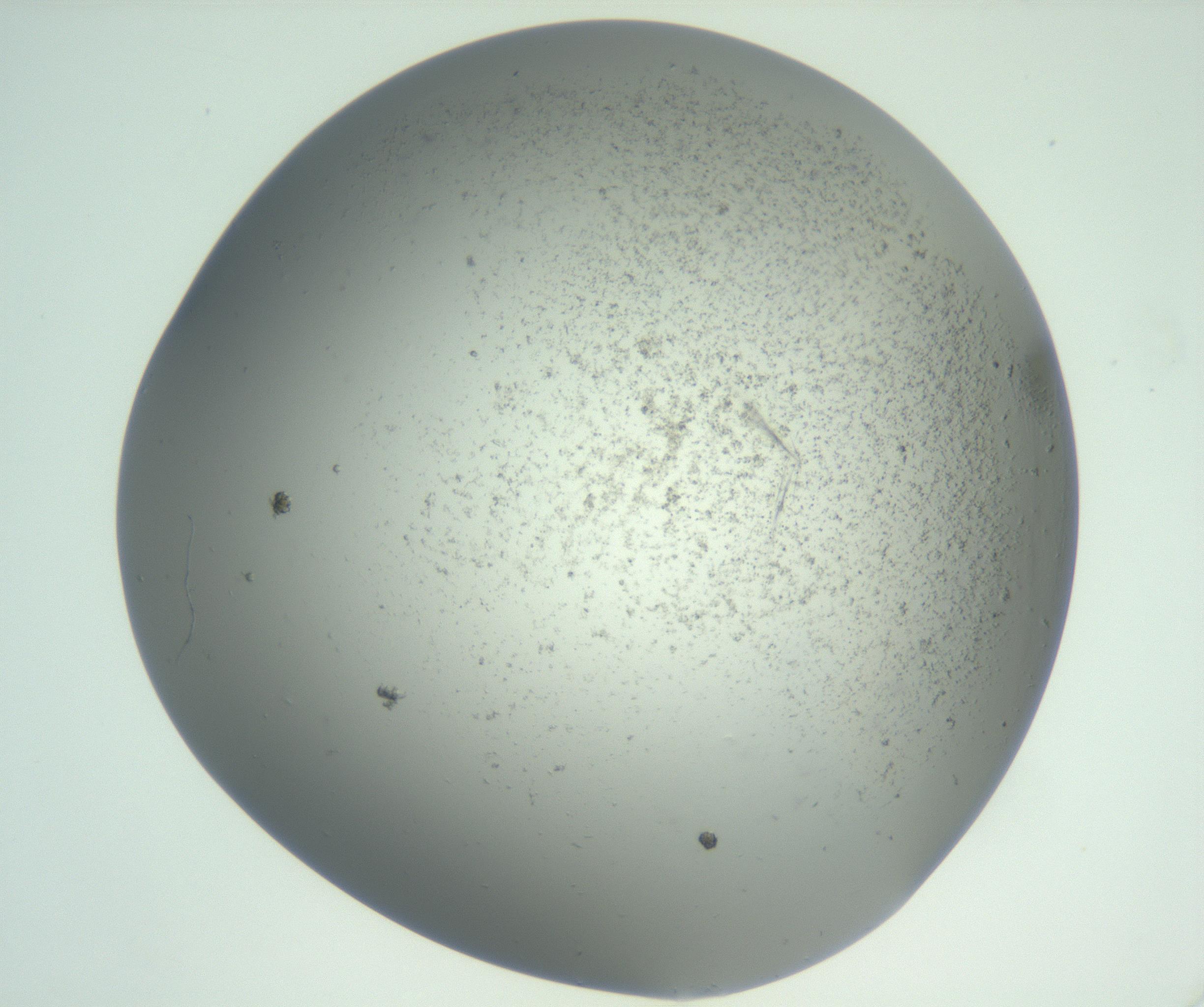 RI01_03_000_0212_Proj1_Clon1_MC_0000MC102870_008_161111_11_03_02_00_99_002_001_RAI.jpg