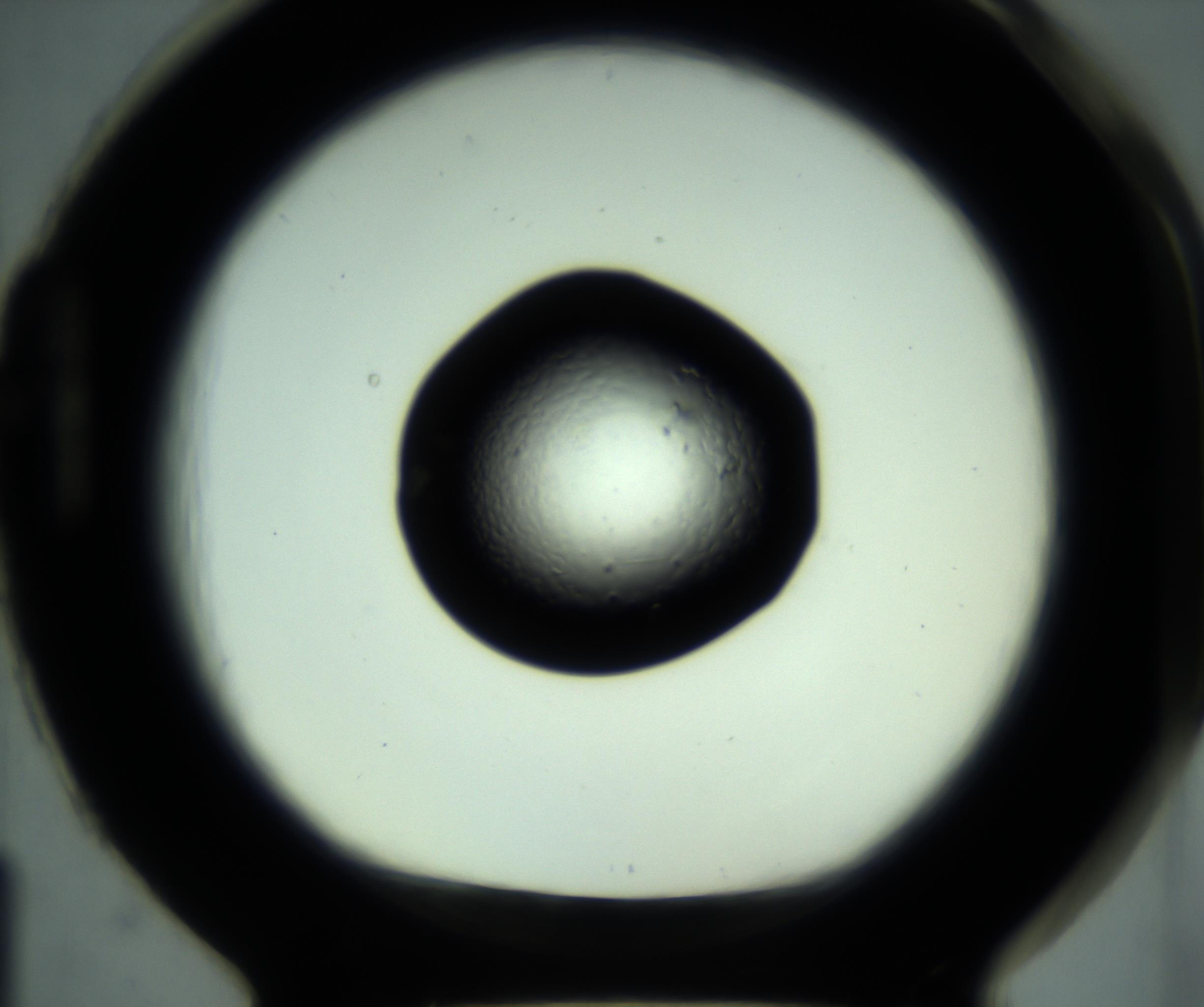 RI01_03_000_0212_Proj1_Clon1_MC_0000MC102880_001_161021_01_08_01_00_98_002_001_RAI.jpg