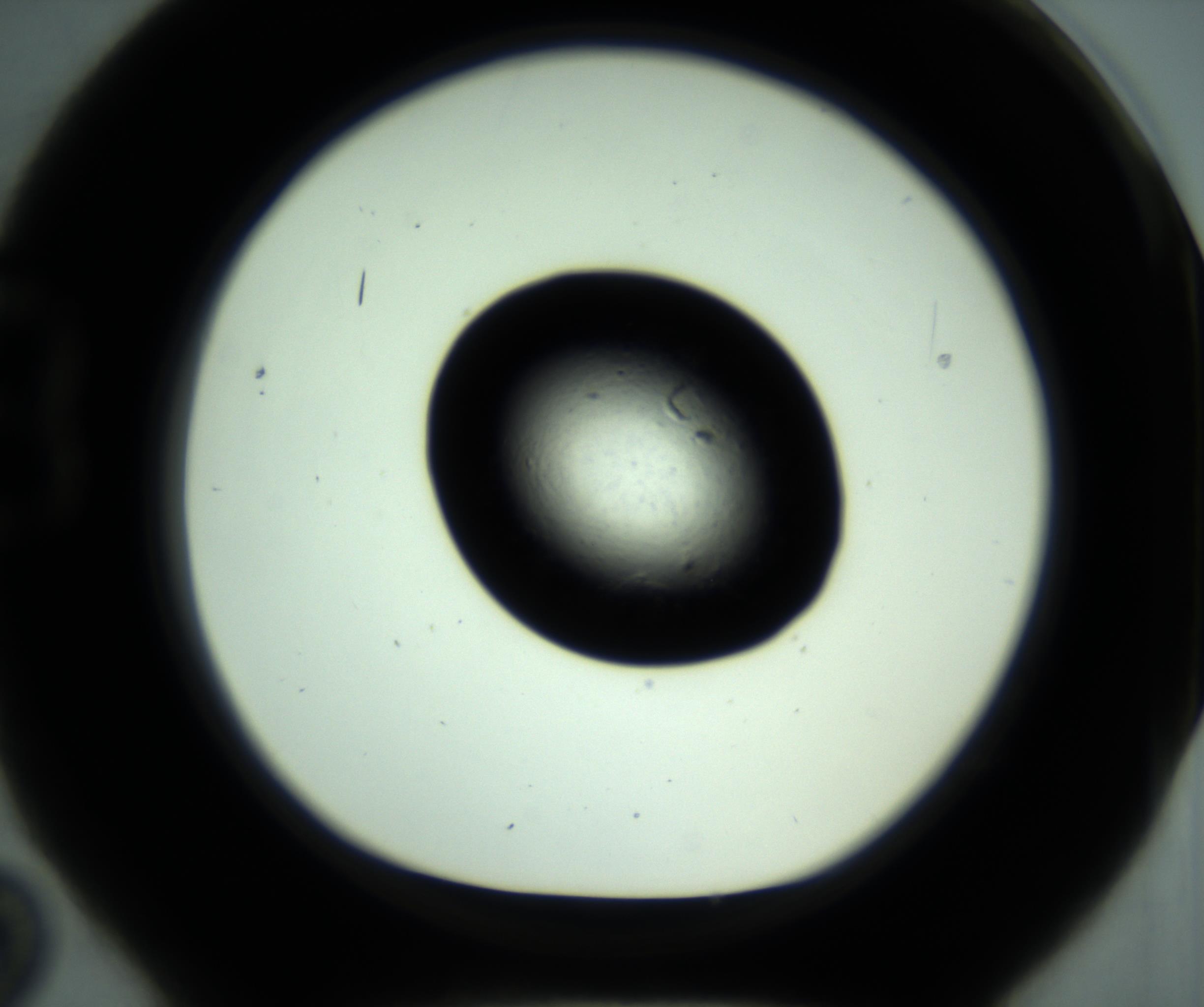 RI01_03_000_0212_Proj1_Clon1_MC_0000MC102880_001_161021_02_02_01_00_98_002_001_RAI.jpg