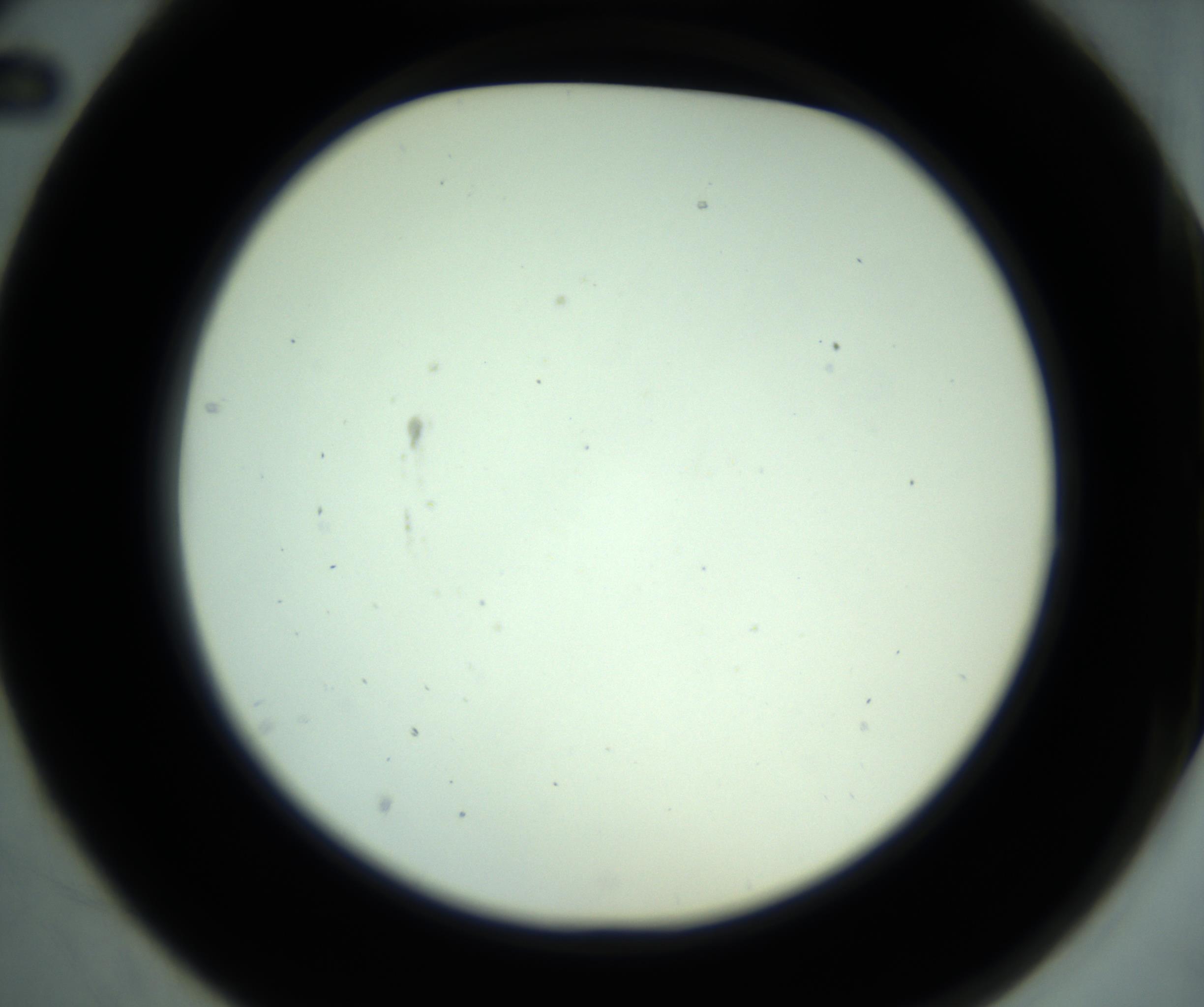 RI01_03_000_0212_Proj1_Clon1_MC_0000MC102880_001_161021_02_02_02_00_98_002_001_RAI.jpg