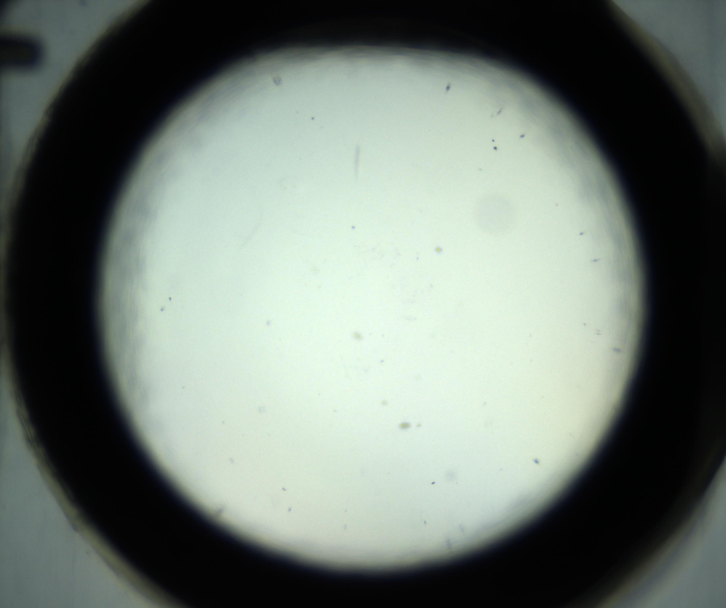 RI01_03_000_0212_Proj1_Clon1_MC_0000MC102880_001_161021_02_08_02_00_98_002_001_RAI.jpg