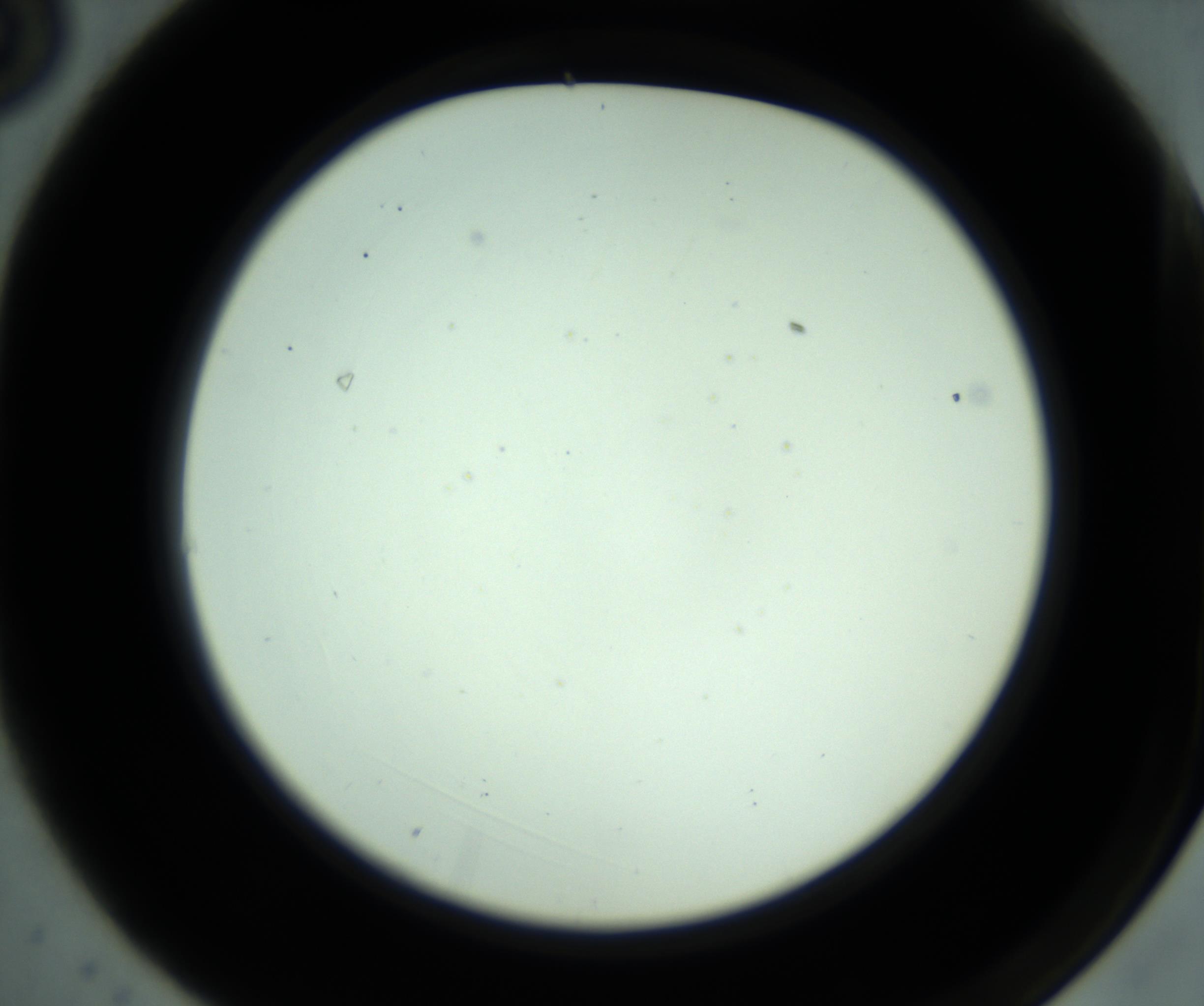 RI01_03_000_0212_Proj1_Clon1_MC_0000MC102880_001_161021_03_01_02_00_98_002_001_RAI.jpg