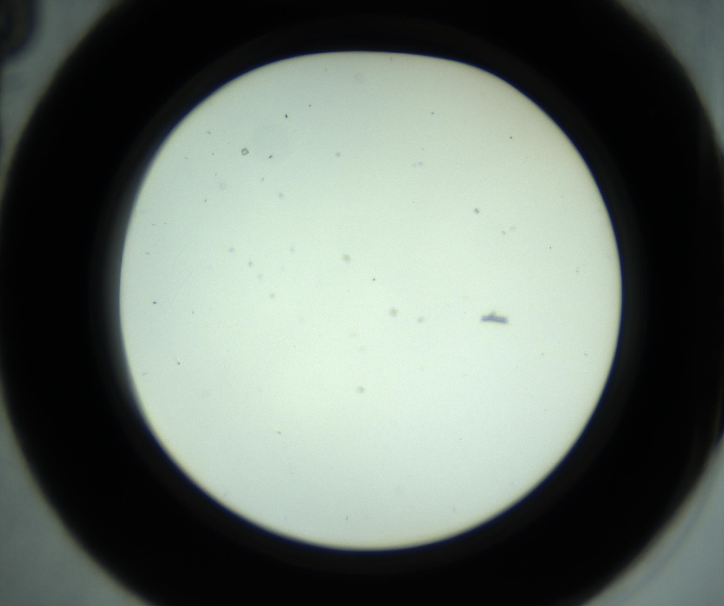 RI01_03_000_0212_Proj1_Clon1_MC_0000MC102880_001_161021_03_03_02_00_98_002_001_RAI.jpg