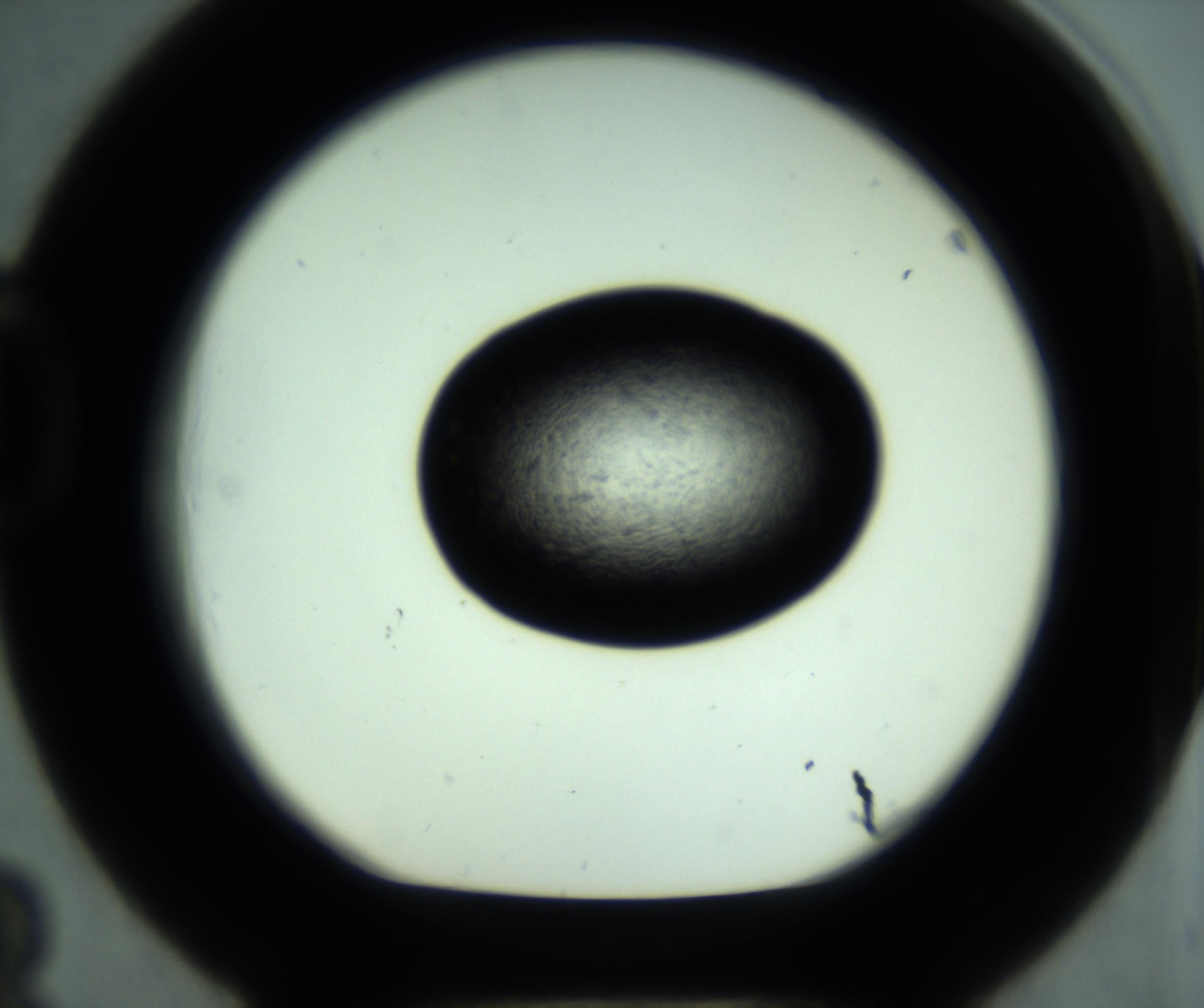 RI01_03_000_0212_Proj1_Clon1_MC_0000MC102880_001_161021_03_04_01_00_98_002_001_RAI.jpg
