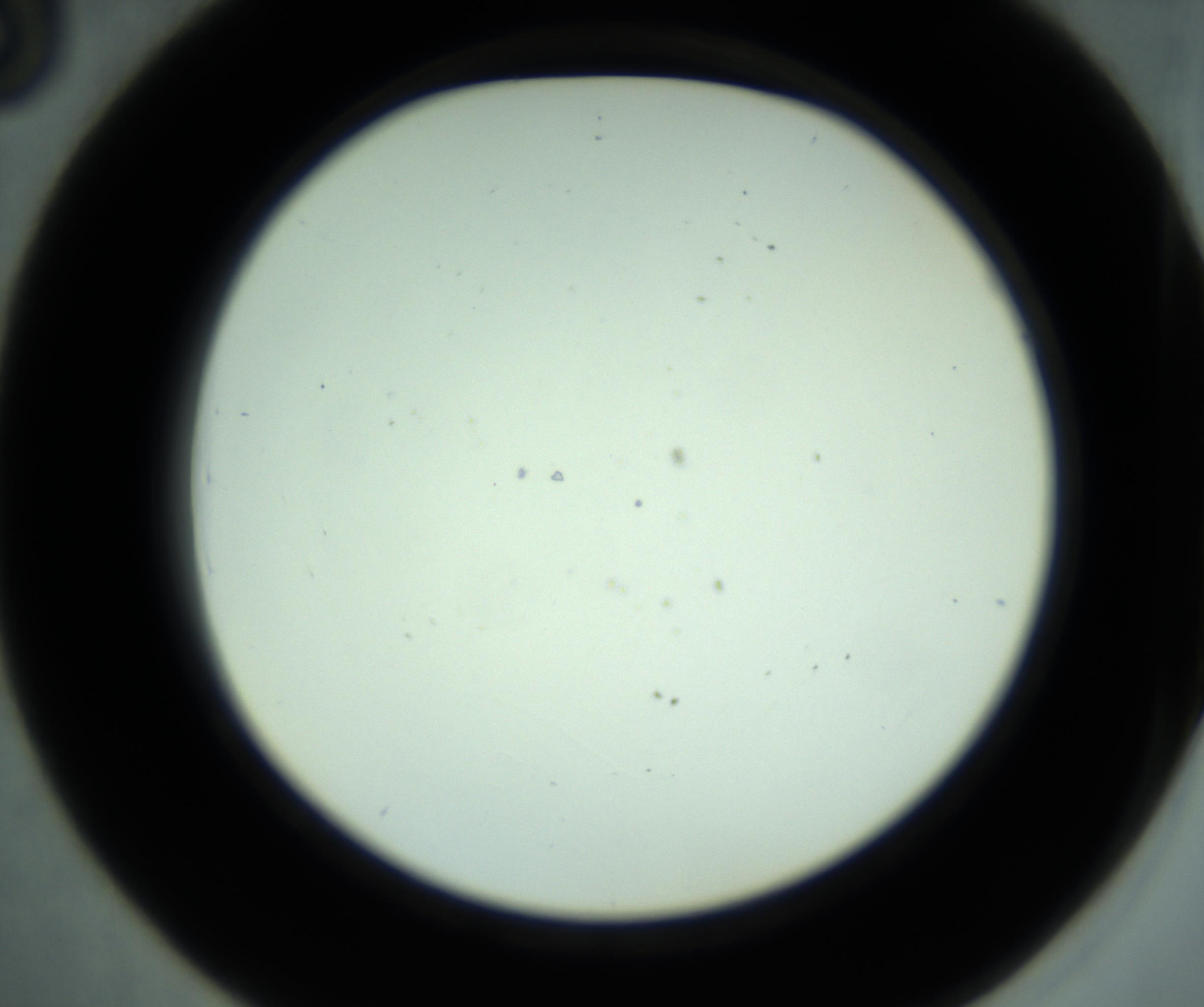 RI01_03_000_0212_Proj1_Clon1_MC_0000MC102880_001_161021_03_04_02_00_98_002_001_RAI.jpg