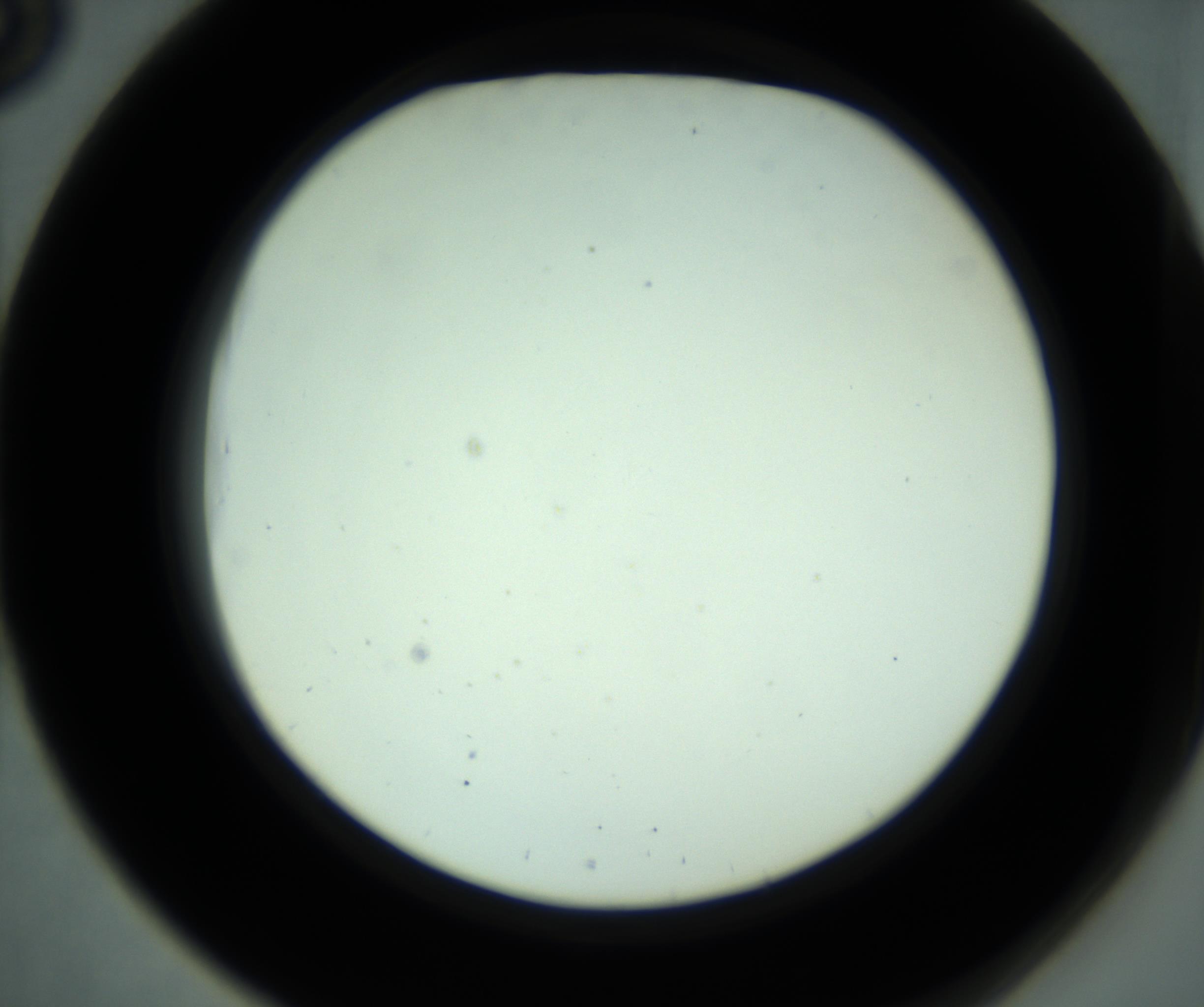 RI01_03_000_0212_Proj1_Clon1_MC_0000MC102880_001_161021_03_05_02_00_98_002_001_RAI.jpg