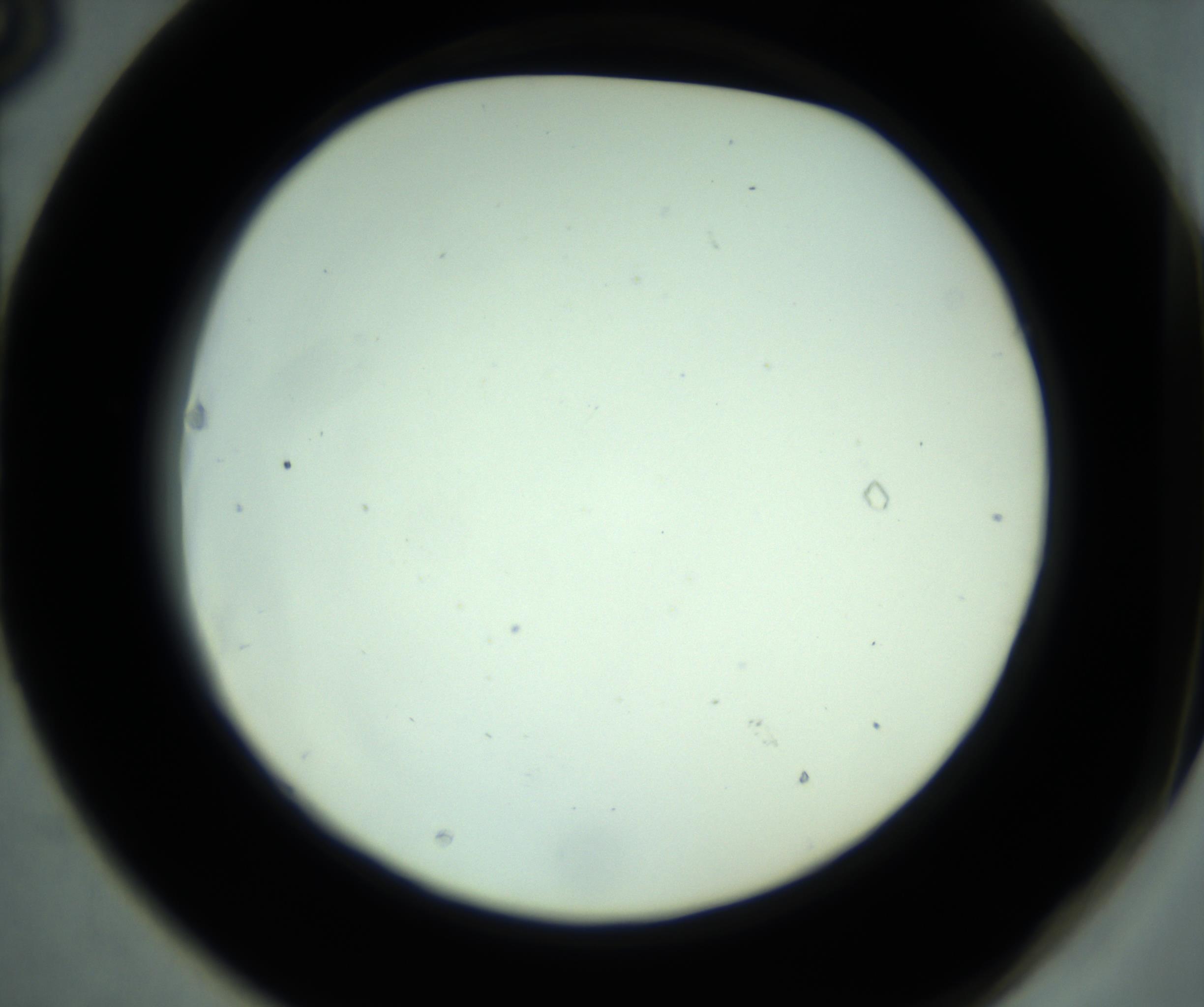 RI01_03_000_0212_Proj1_Clon1_MC_0000MC102880_001_161021_03_06_02_00_98_002_001_RAI.jpg