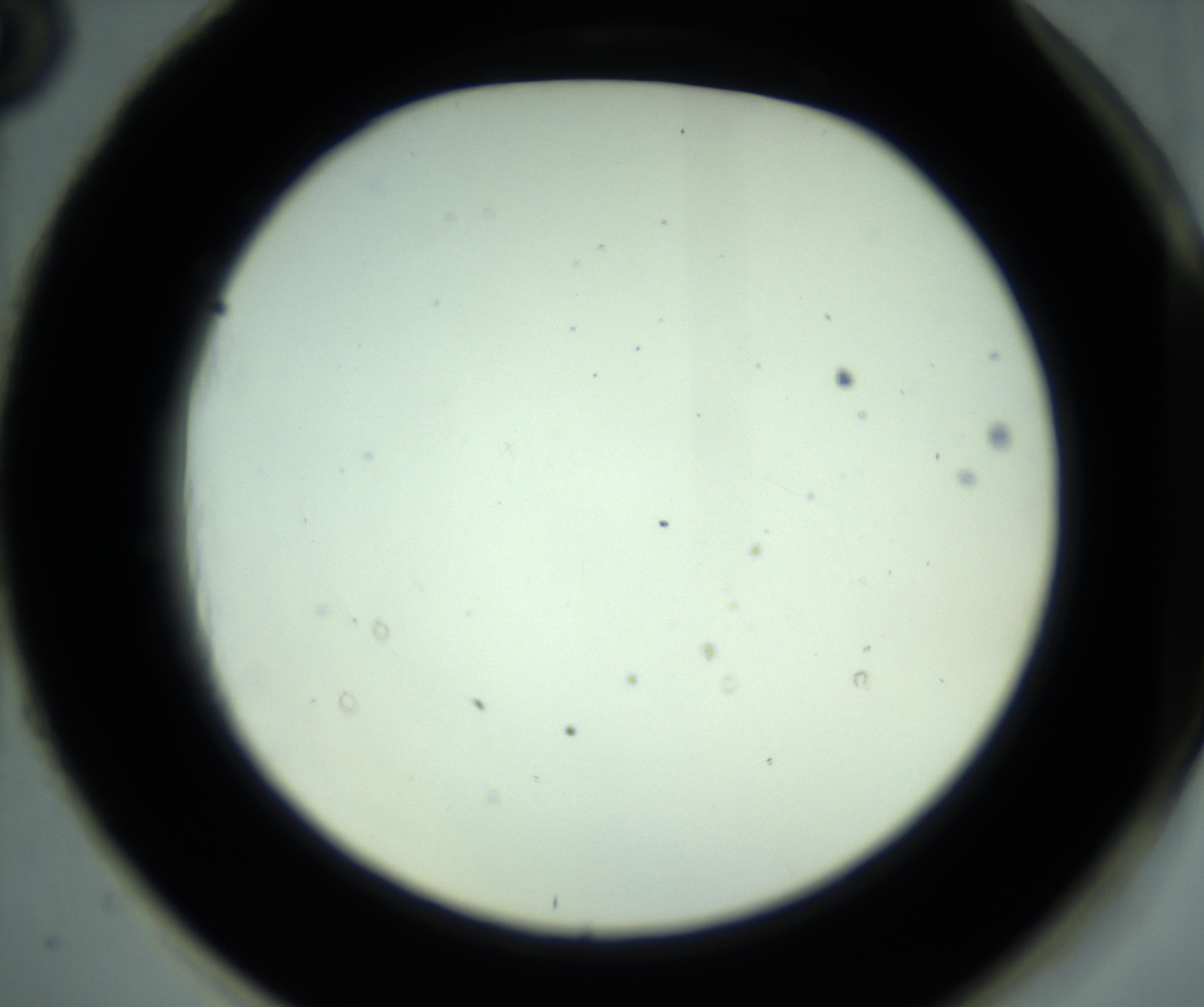 RI01_03_000_0212_Proj1_Clon1_MC_0000MC102880_001_161021_03_08_02_00_98_002_001_RAI.jpg