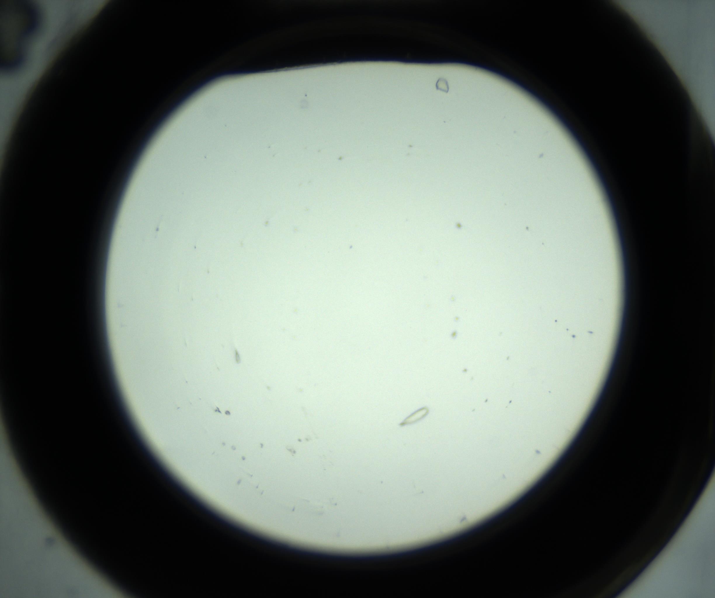 RI01_03_000_0212_Proj1_Clon1_MC_0000MC102880_001_161021_04_01_02_00_98_002_001_RAI.jpg