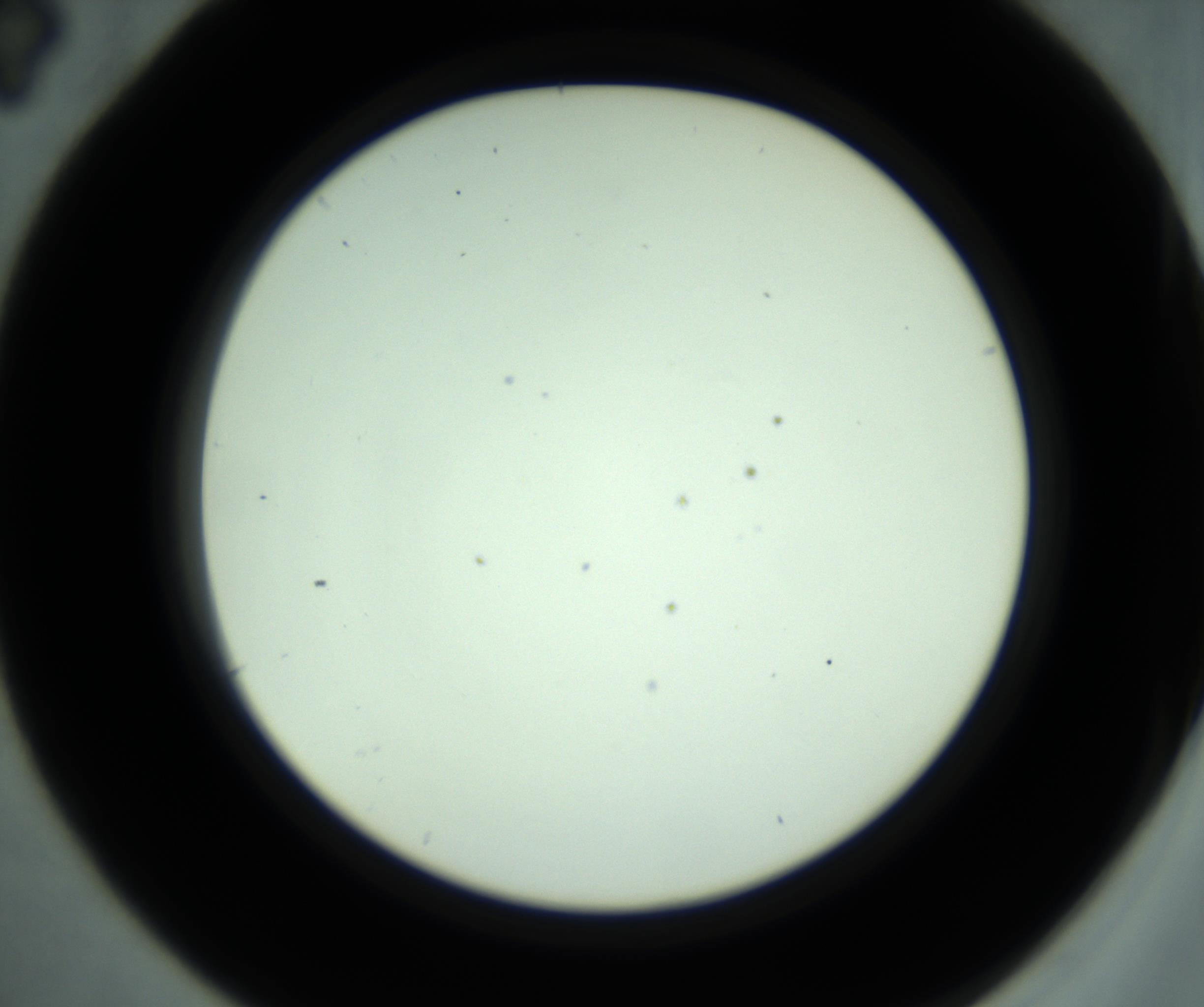 RI01_03_000_0212_Proj1_Clon1_MC_0000MC102880_001_161021_04_02_02_00_98_002_001_RAI.jpg