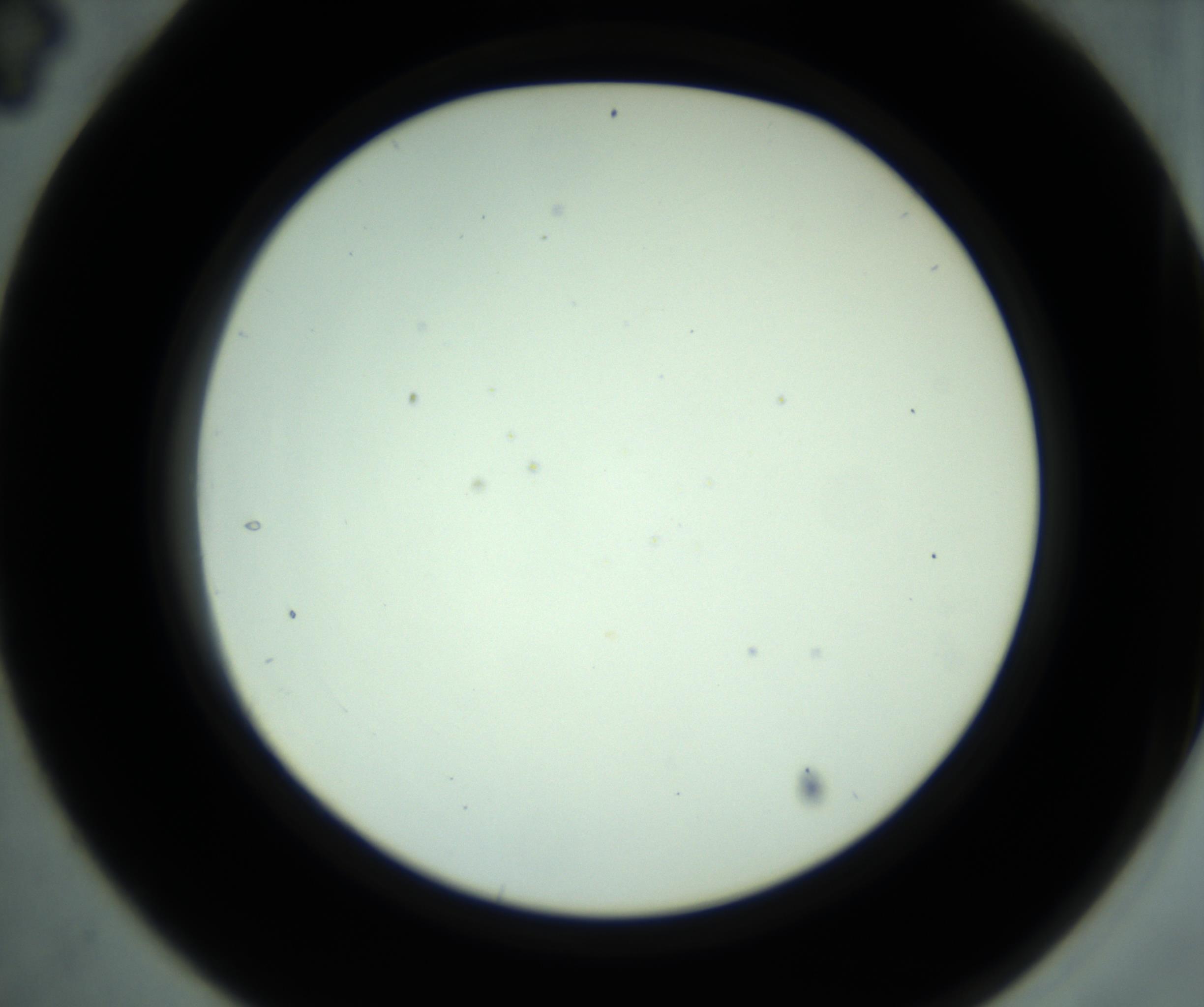 RI01_03_000_0212_Proj1_Clon1_MC_0000MC102880_001_161021_04_03_02_00_98_002_001_RAI.jpg