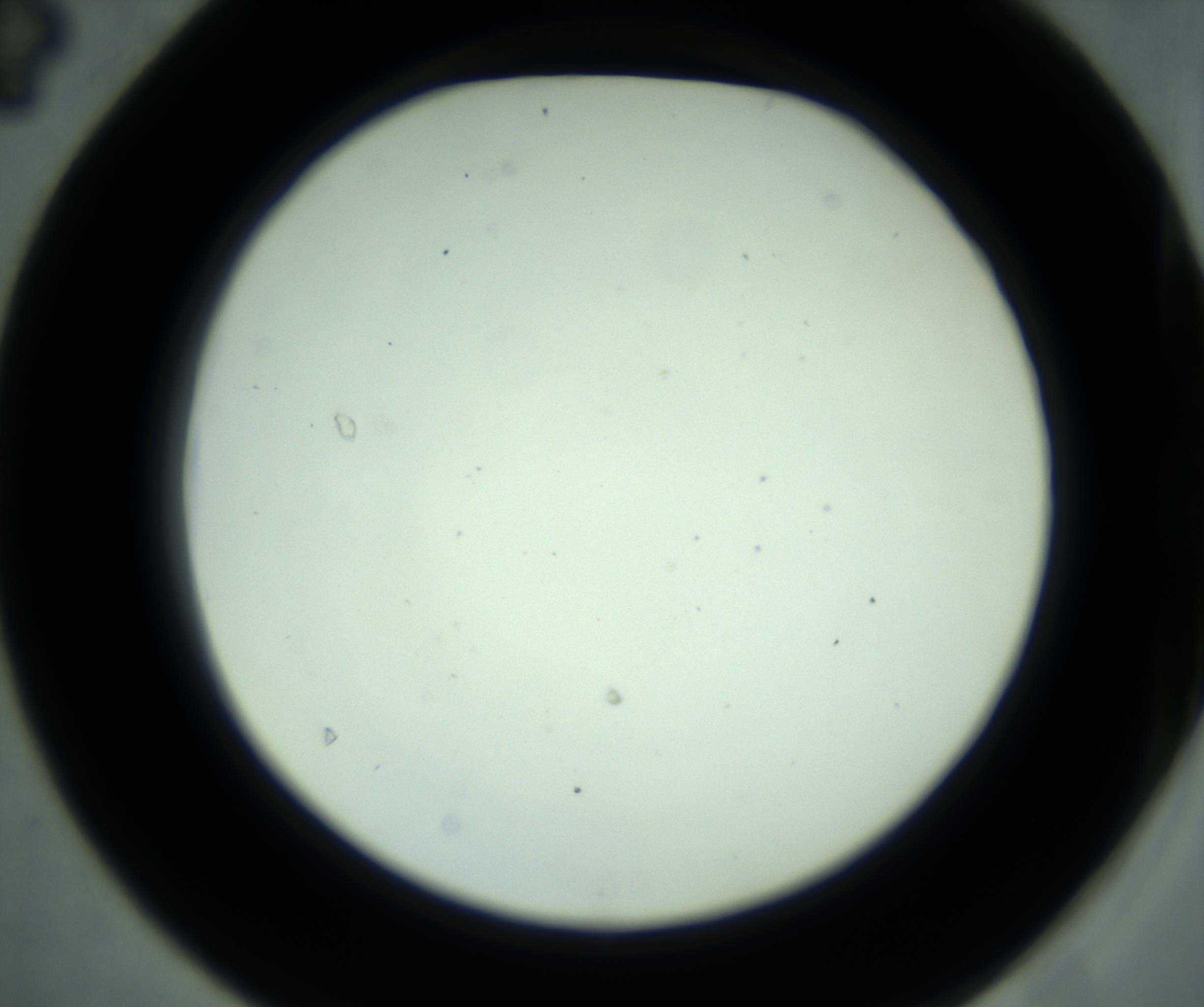 RI01_03_000_0212_Proj1_Clon1_MC_0000MC102880_001_161021_04_04_02_00_98_002_001_RAI.jpg
