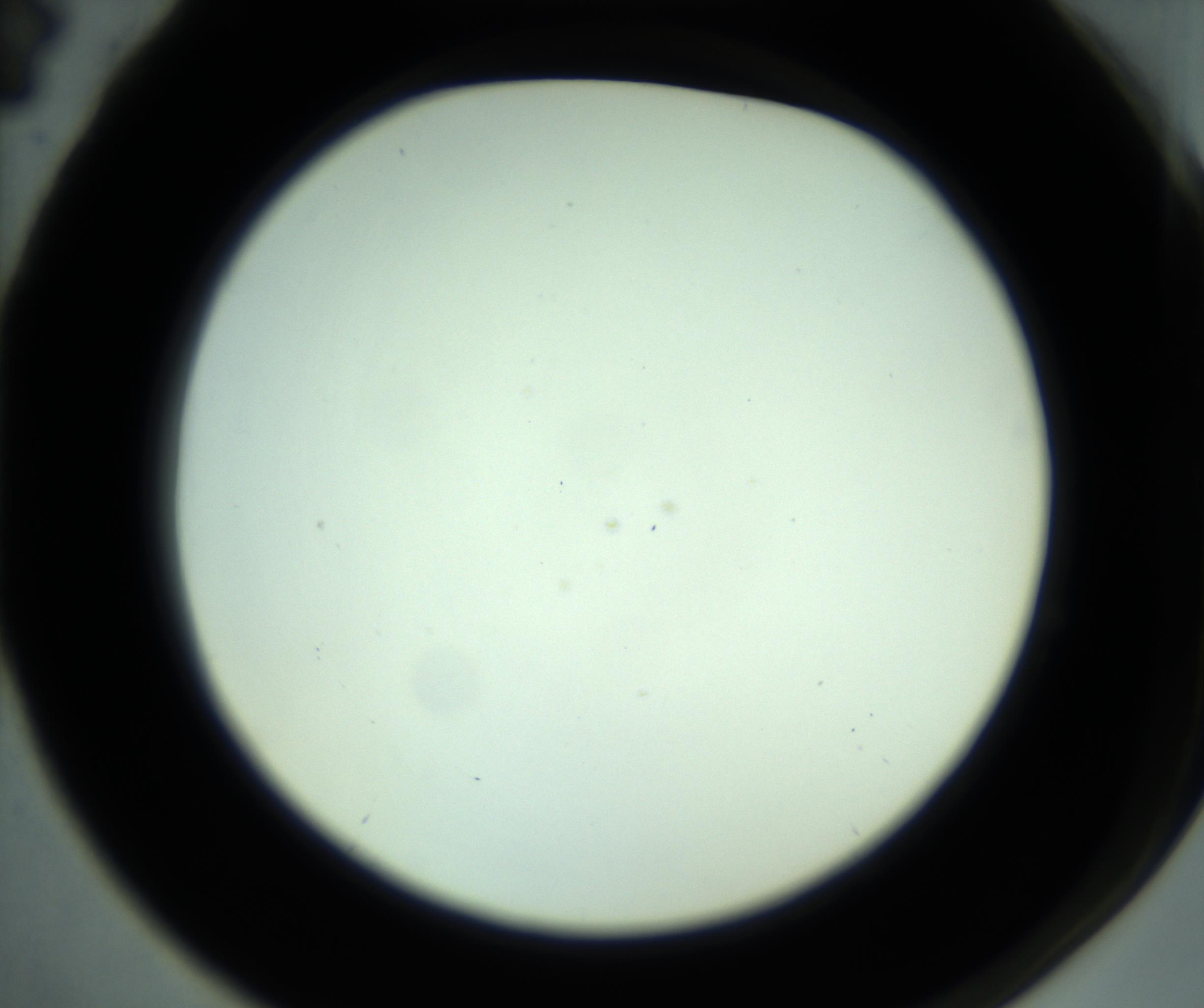 RI01_03_000_0212_Proj1_Clon1_MC_0000MC102880_001_161021_04_06_02_00_98_002_001_RAI.jpg