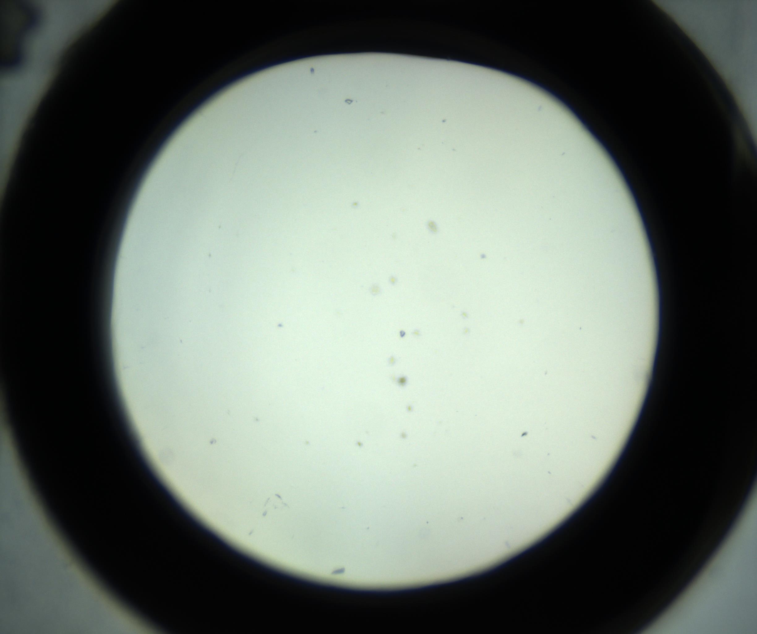 RI01_03_000_0212_Proj1_Clon1_MC_0000MC102880_001_161021_04_07_02_00_98_002_001_RAI.jpg