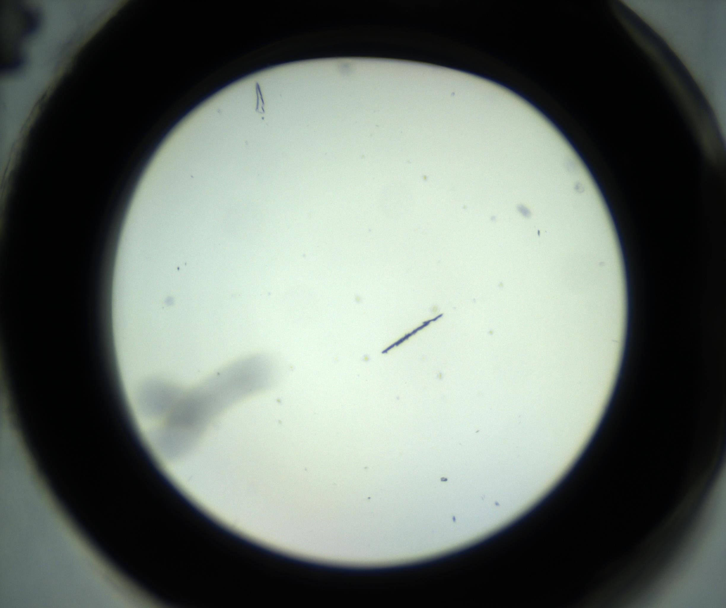 RI01_03_000_0212_Proj1_Clon1_MC_0000MC102880_001_161021_04_08_02_00_98_002_001_RAI.jpg