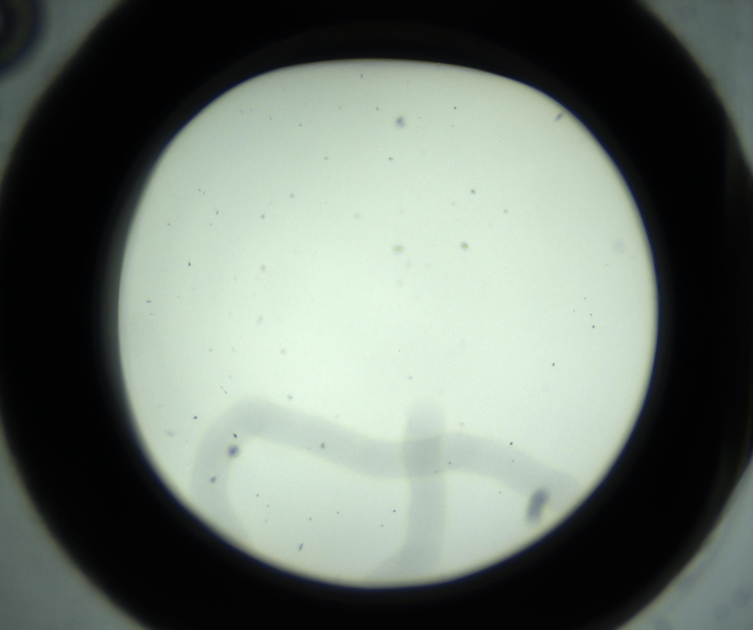 RI01_03_000_0212_Proj1_Clon1_MC_0000MC102880_001_161021_05_01_02_00_98_002_001_RAI.jpg