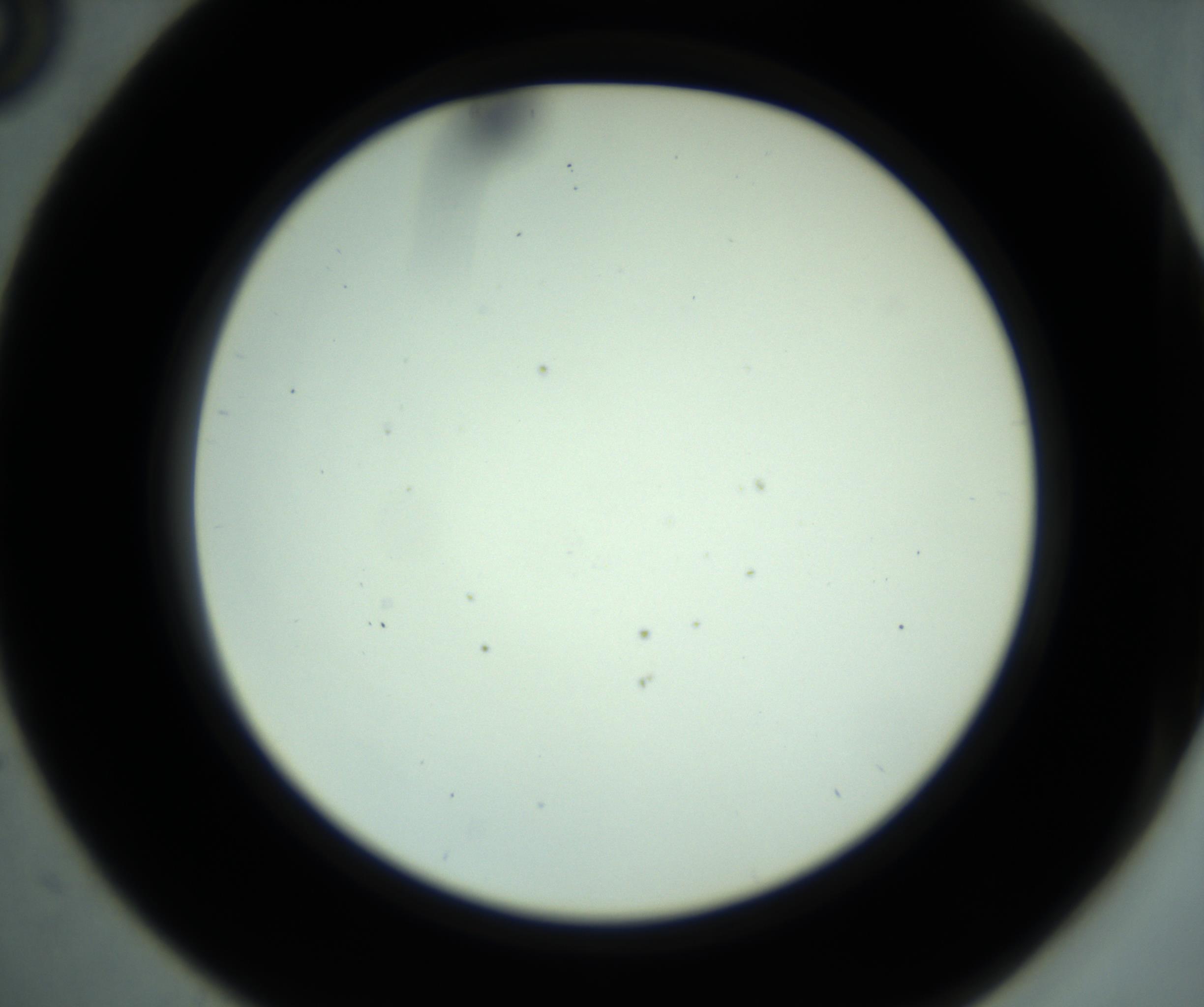 RI01_03_000_0212_Proj1_Clon1_MC_0000MC102880_001_161021_05_03_02_00_98_002_001_RAI.jpg