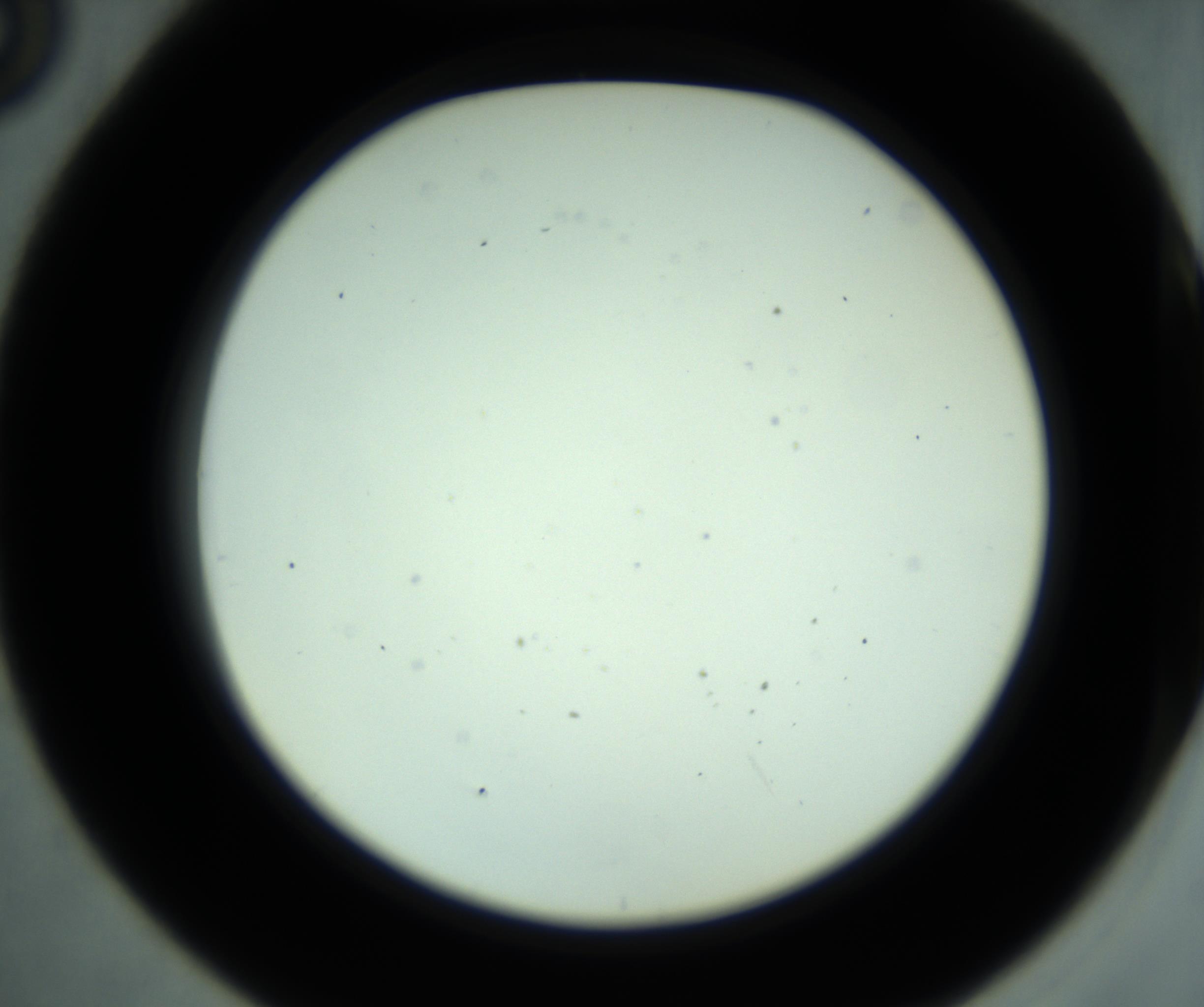 RI01_03_000_0212_Proj1_Clon1_MC_0000MC102880_001_161021_05_04_02_00_98_002_001_RAI.jpg