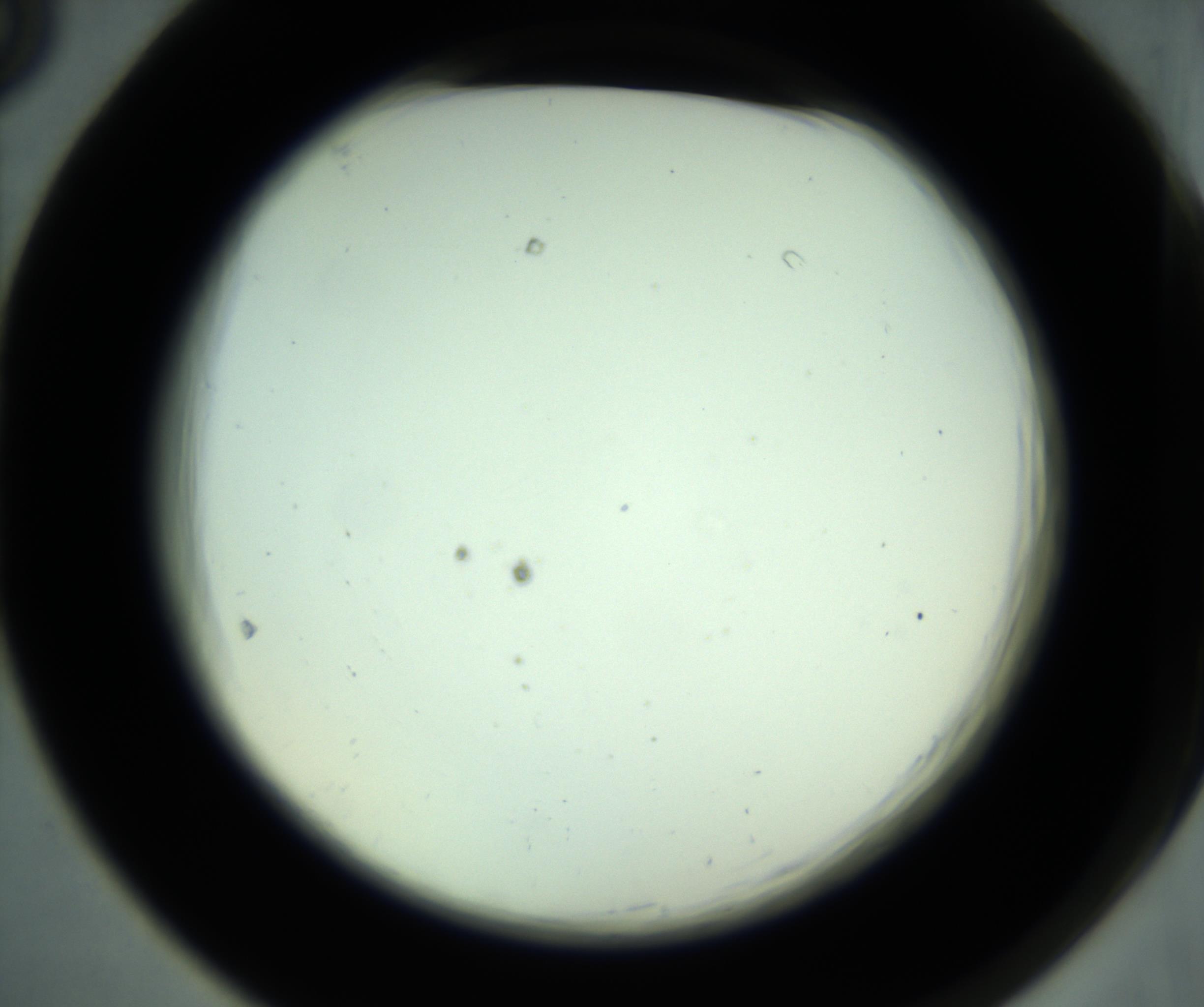 RI01_03_000_0212_Proj1_Clon1_MC_0000MC102880_001_161021_05_06_02_00_98_002_001_RAI.jpg