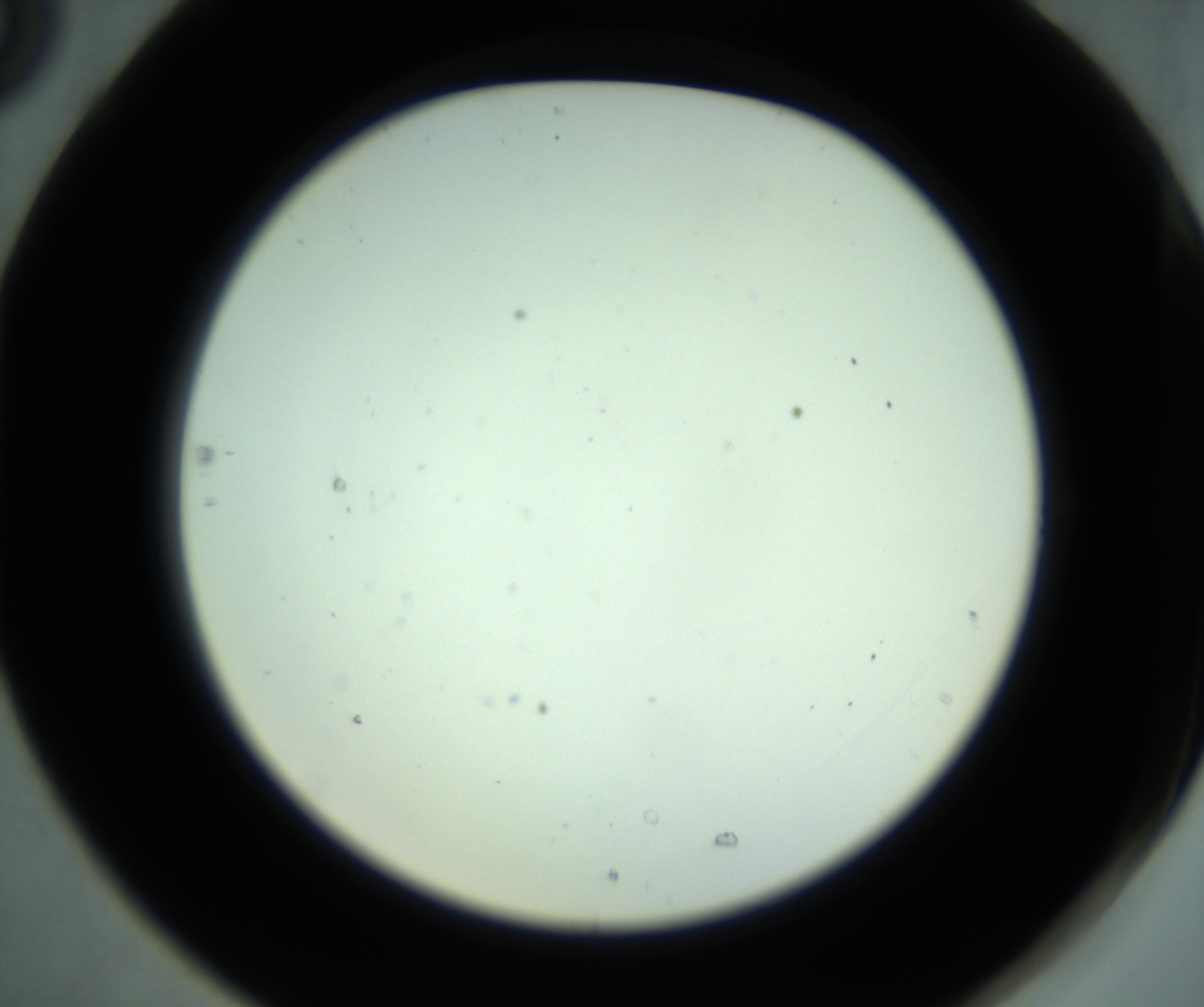 RI01_03_000_0212_Proj1_Clon1_MC_0000MC102880_001_161021_05_07_02_00_98_002_001_RAI.jpg