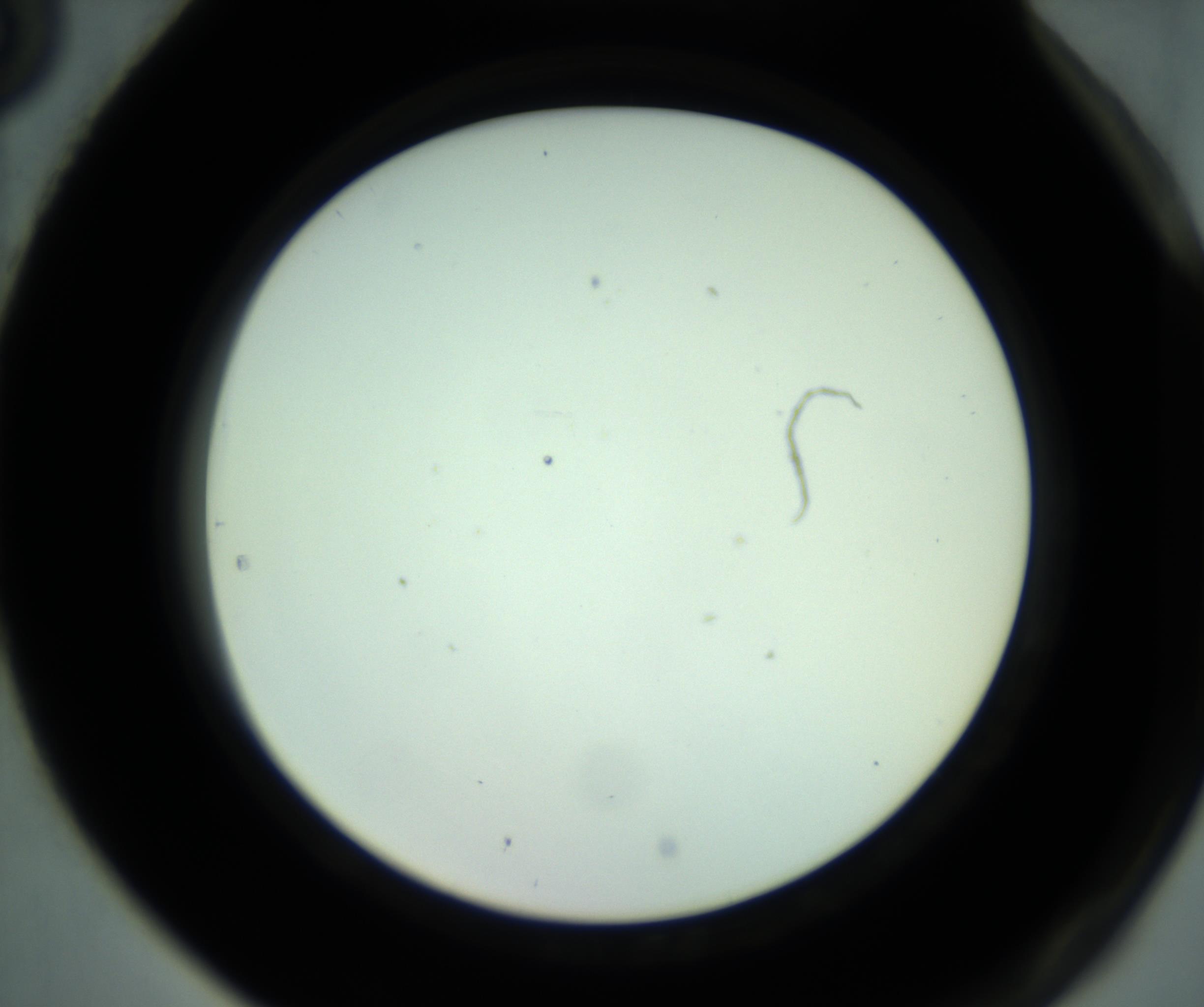 RI01_03_000_0212_Proj1_Clon1_MC_0000MC102880_001_161021_05_08_02_00_98_002_001_RAI.jpg
