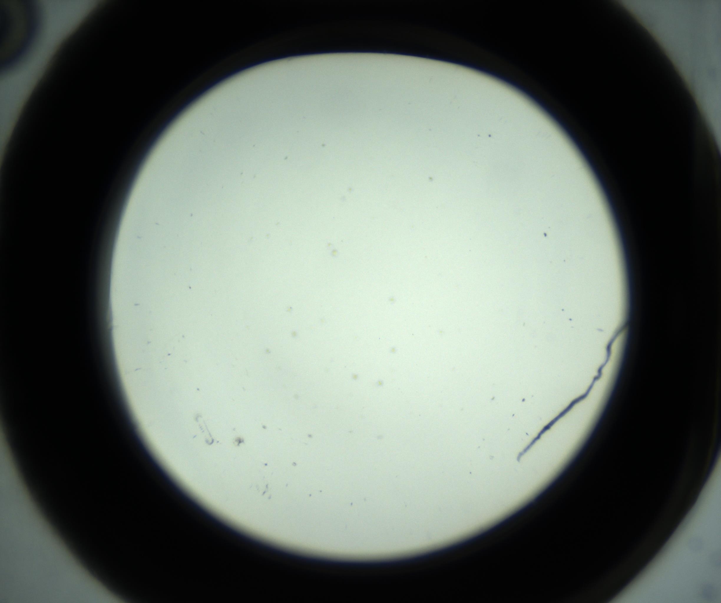 RI01_03_000_0212_Proj1_Clon1_MC_0000MC102880_001_161021_06_01_02_00_98_002_001_RAI.jpg