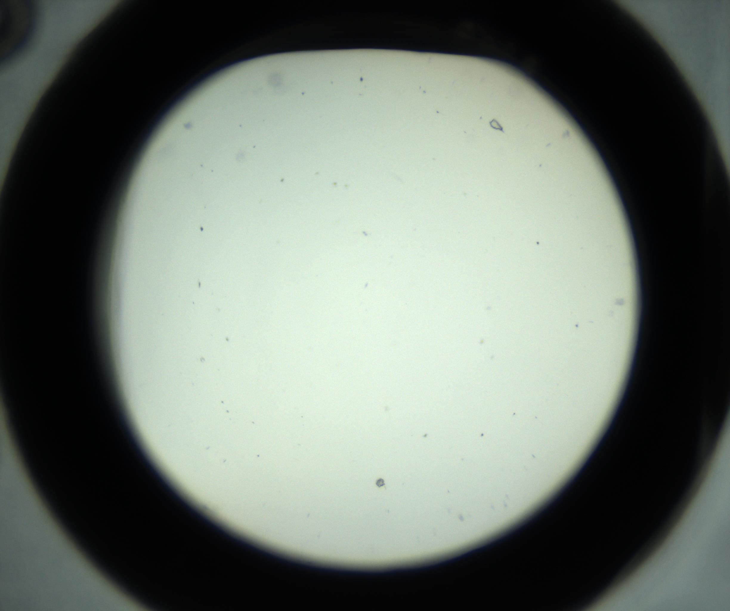 RI01_03_000_0212_Proj1_Clon1_MC_0000MC102880_001_161021_06_02_02_00_98_002_001_RAI.jpg