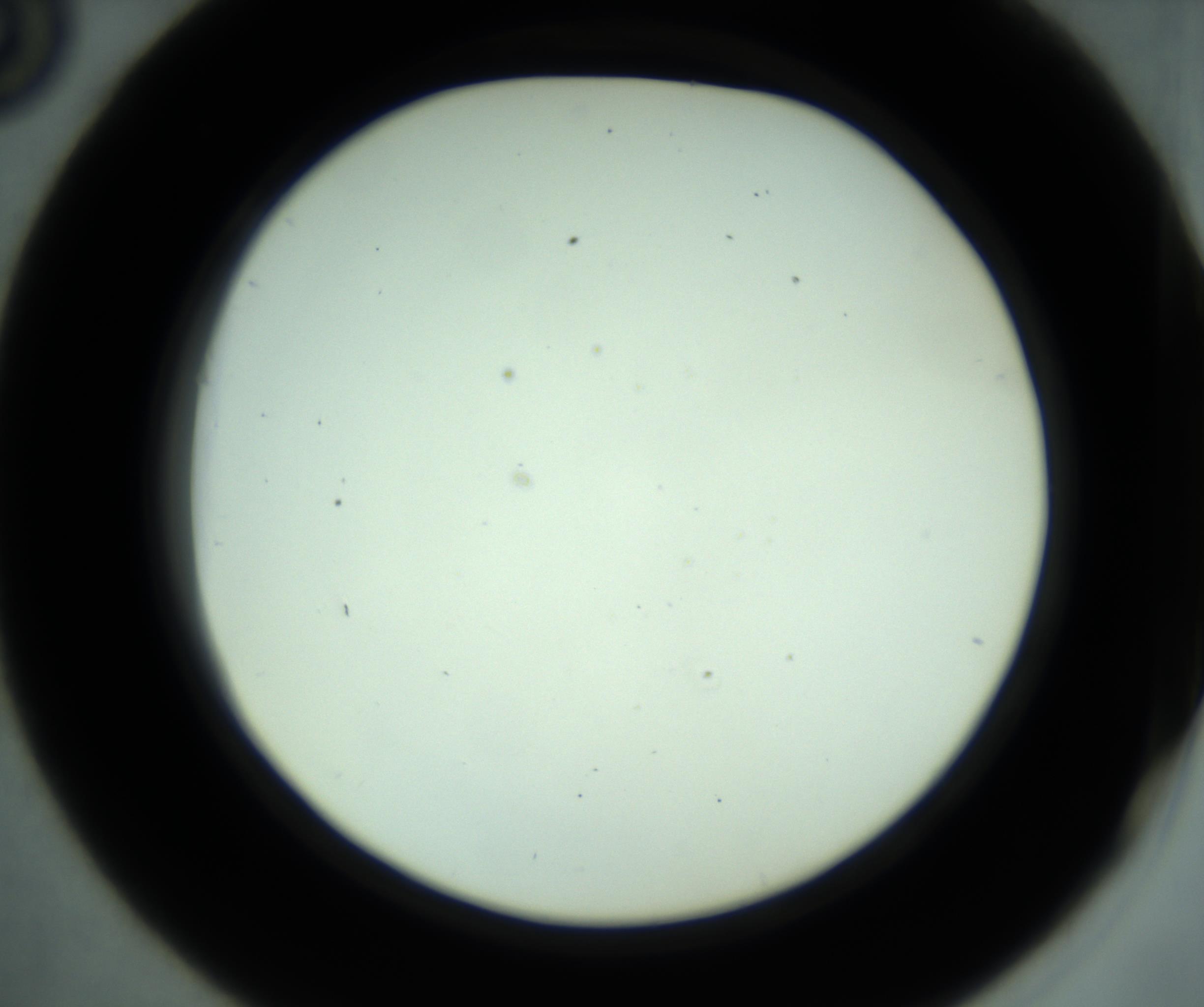 RI01_03_000_0212_Proj1_Clon1_MC_0000MC102880_001_161021_06_04_02_00_98_002_001_RAI.jpg