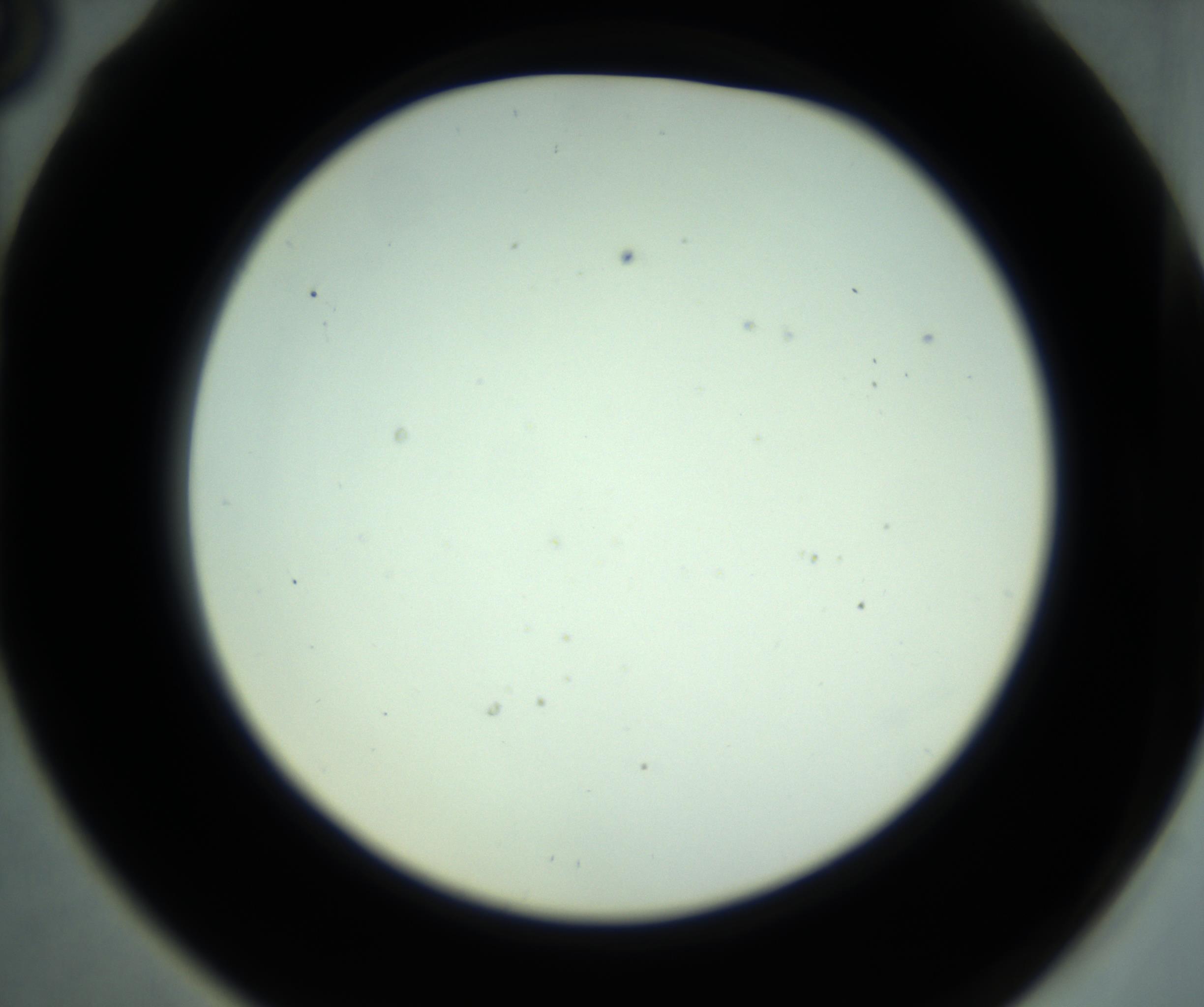 RI01_03_000_0212_Proj1_Clon1_MC_0000MC102880_001_161021_06_06_02_00_98_002_001_RAI.jpg