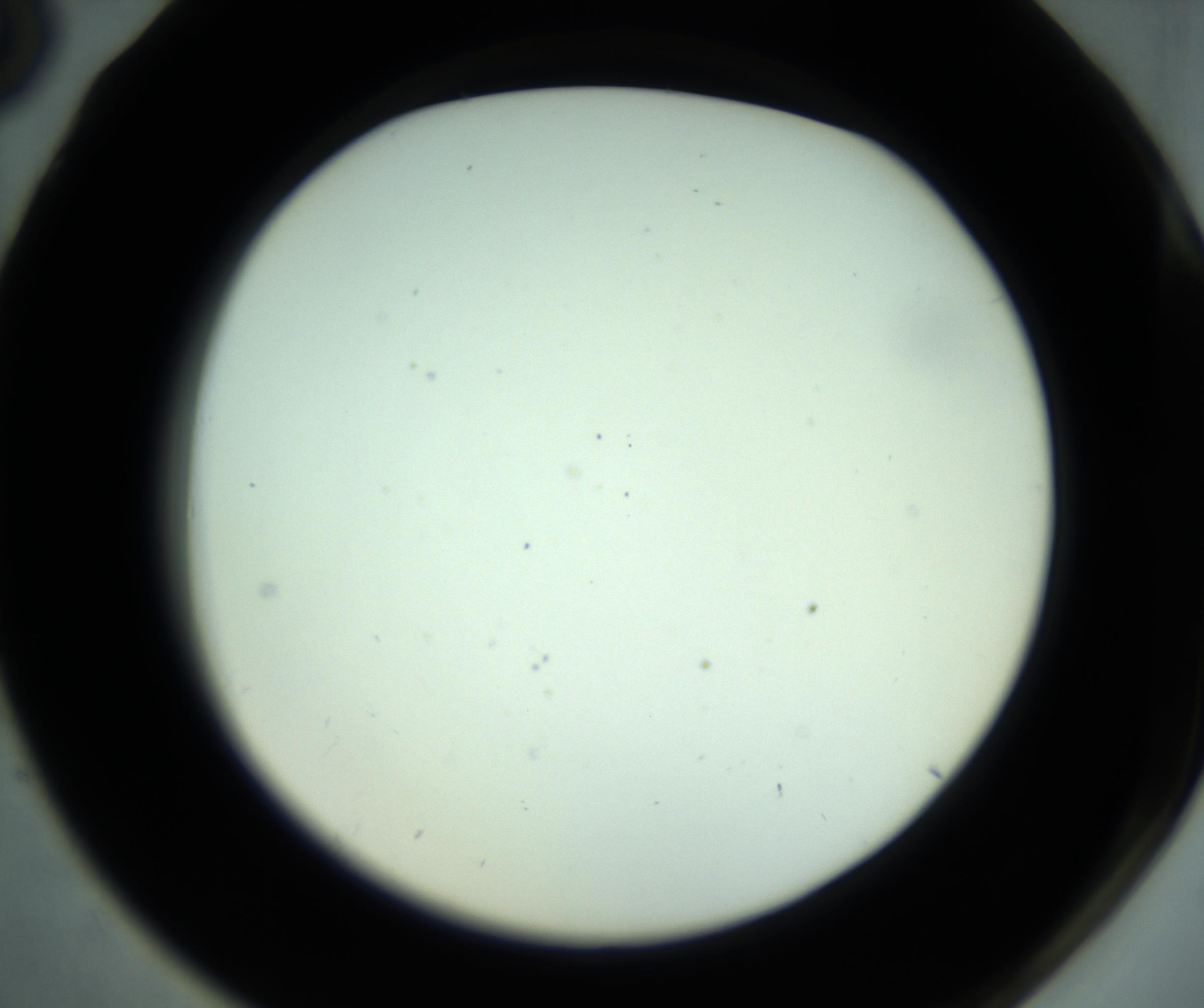 RI01_03_000_0212_Proj1_Clon1_MC_0000MC102880_001_161021_06_07_02_00_98_002_001_RAI.jpg