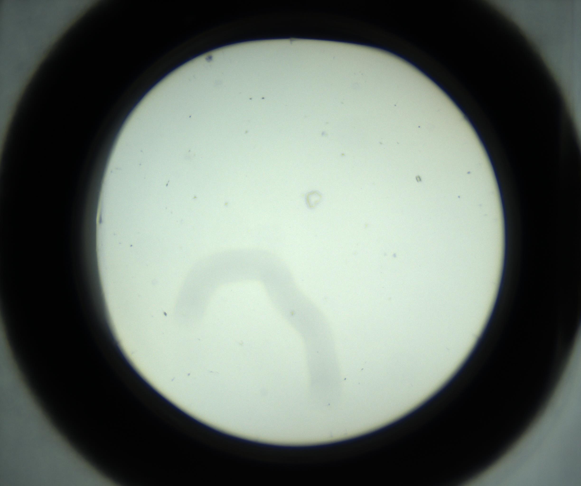 RI01_03_000_0212_Proj1_Clon1_MC_0000MC102880_001_161021_07_04_02_00_98_002_001_RAI.jpg