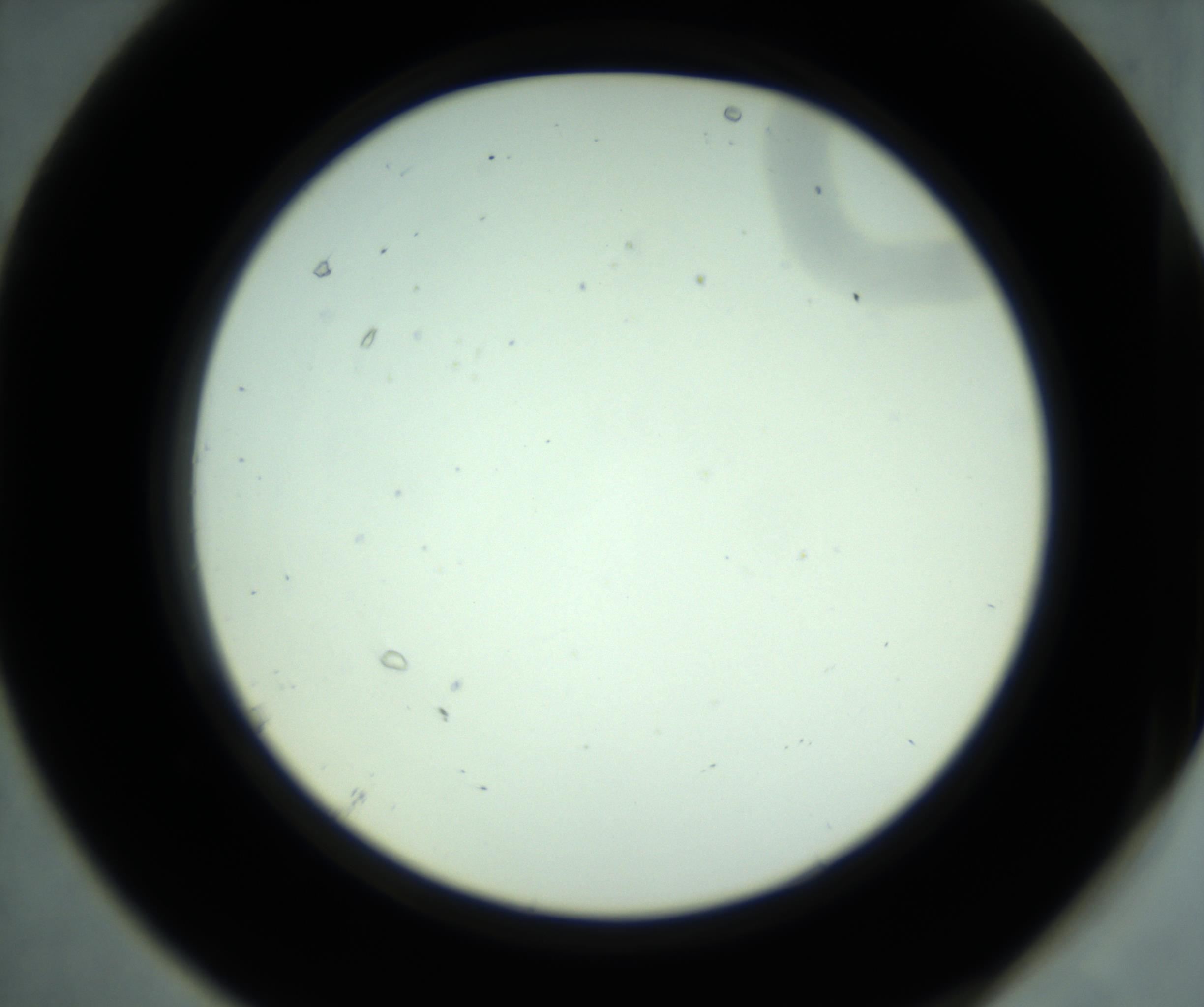 RI01_03_000_0212_Proj1_Clon1_MC_0000MC102880_001_161021_07_06_02_00_98_002_001_RAI.jpg